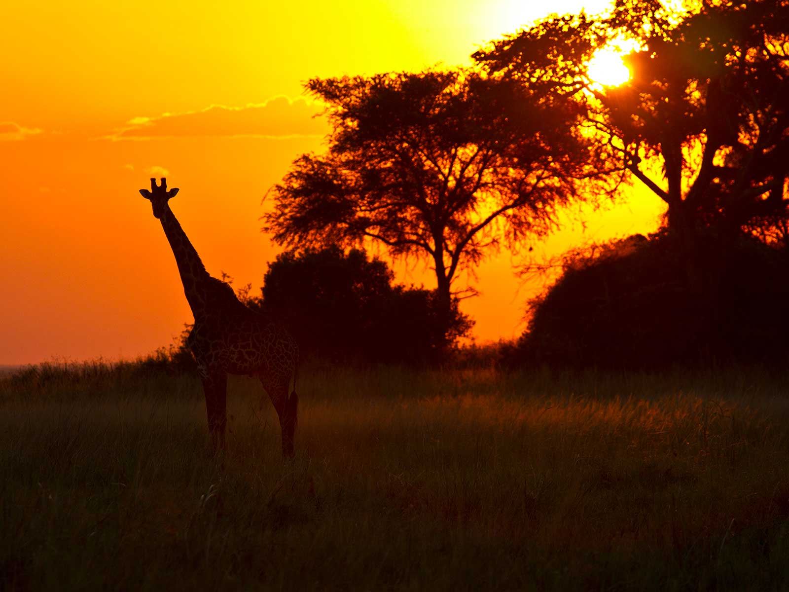 Katavi Parque Nacional 1