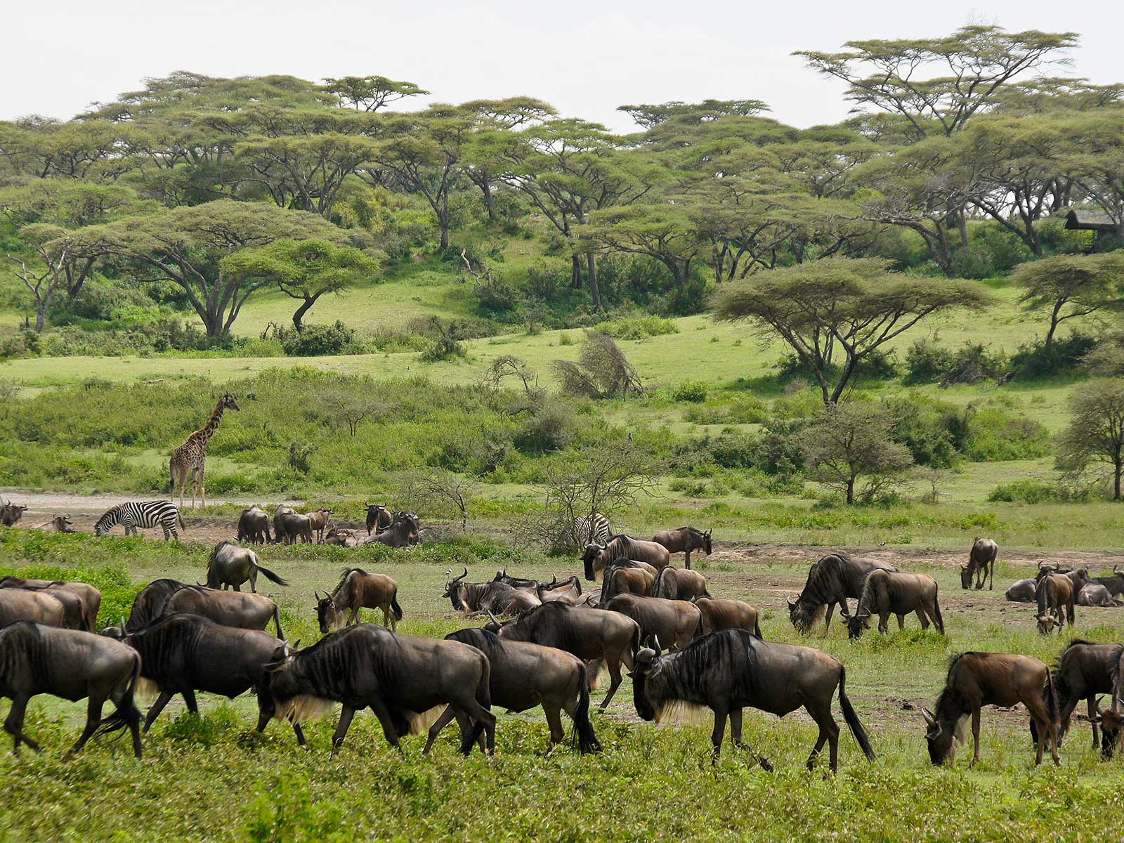Ngorongoro Conservation Area