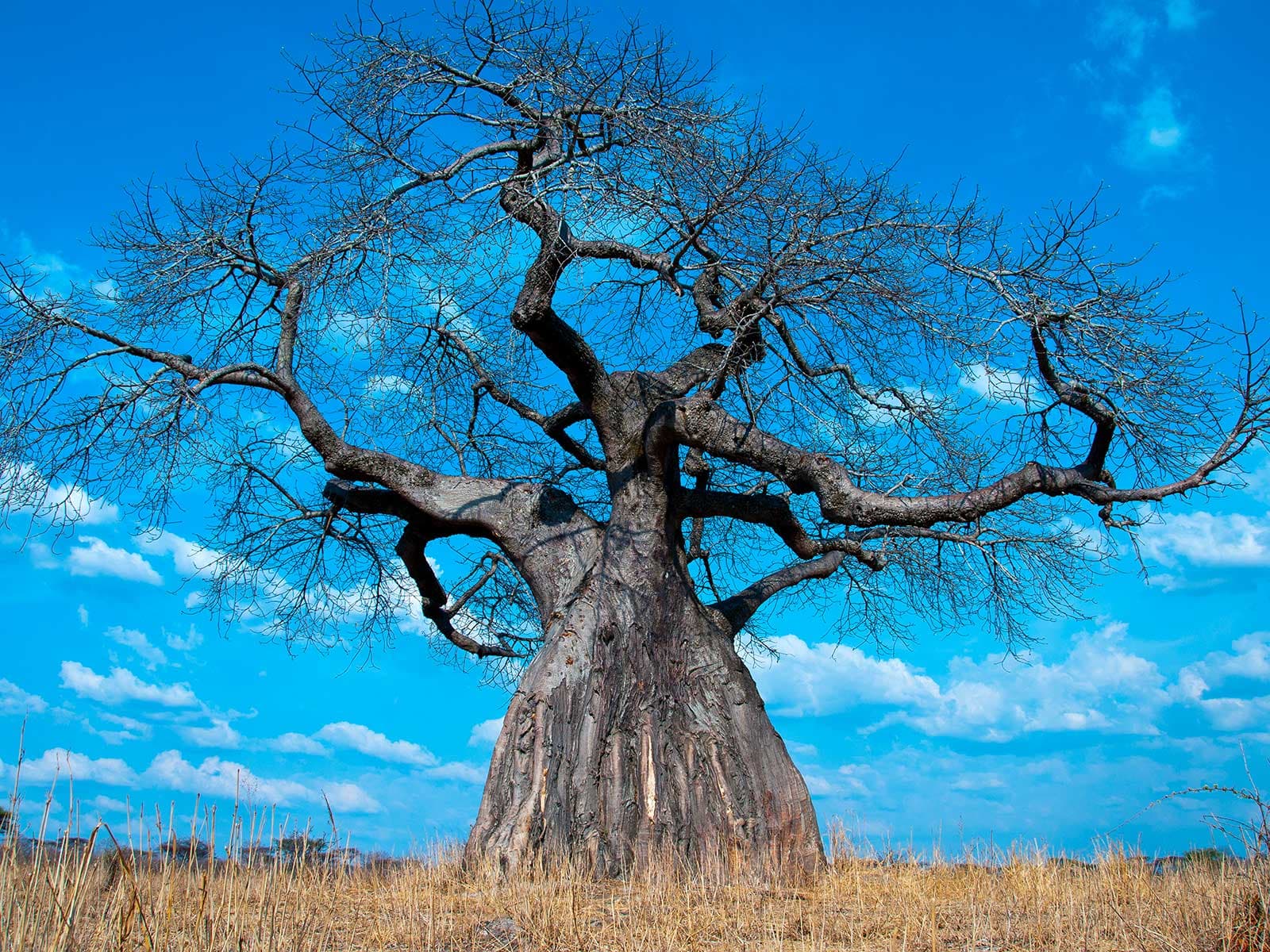 Ruaha Parque Nacional 1