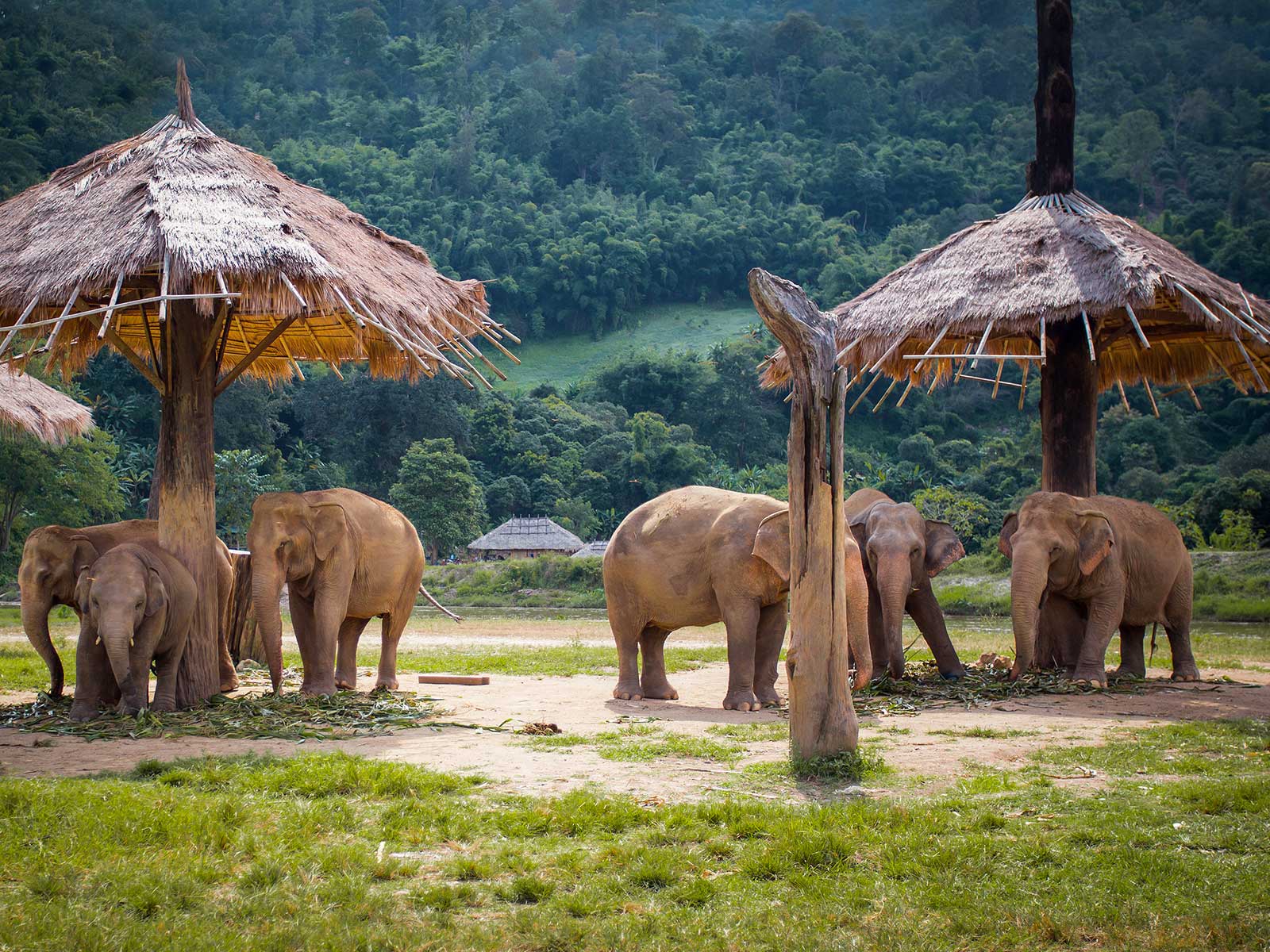 Elephant Nature Parque 1
