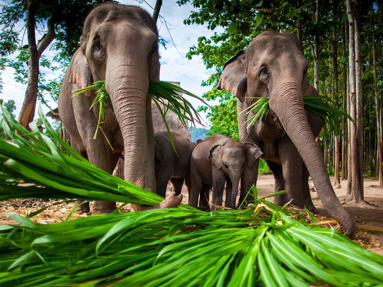 Elephant Nature Parque