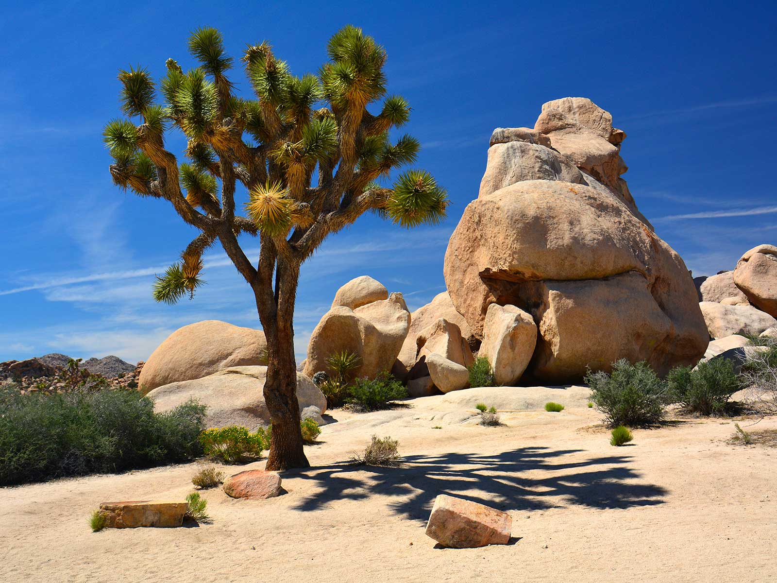 Joshua Tree Parque Nacional 1