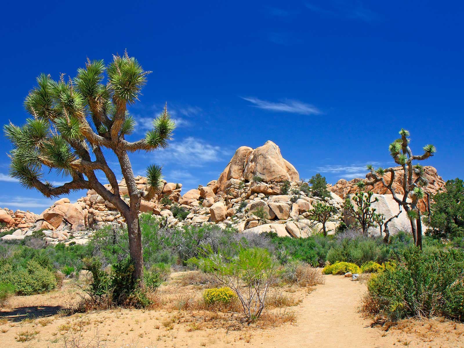 Joshua Tree Parque Nacional 2