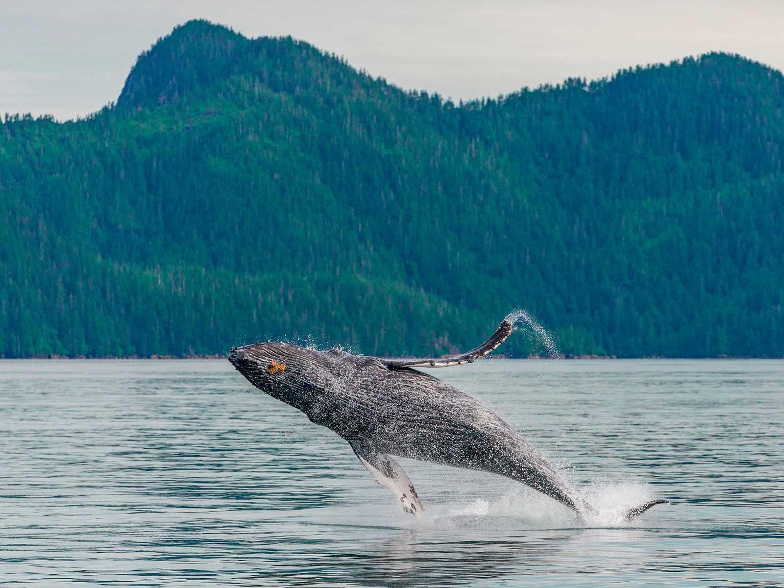 Kenai Fjords Parque Nacional 2