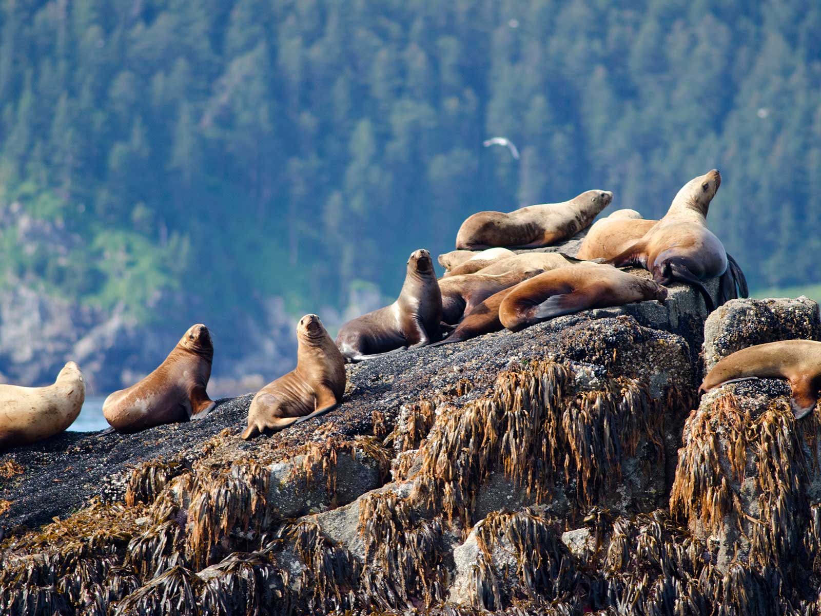 Kenai Fjords Parque Nacional 3