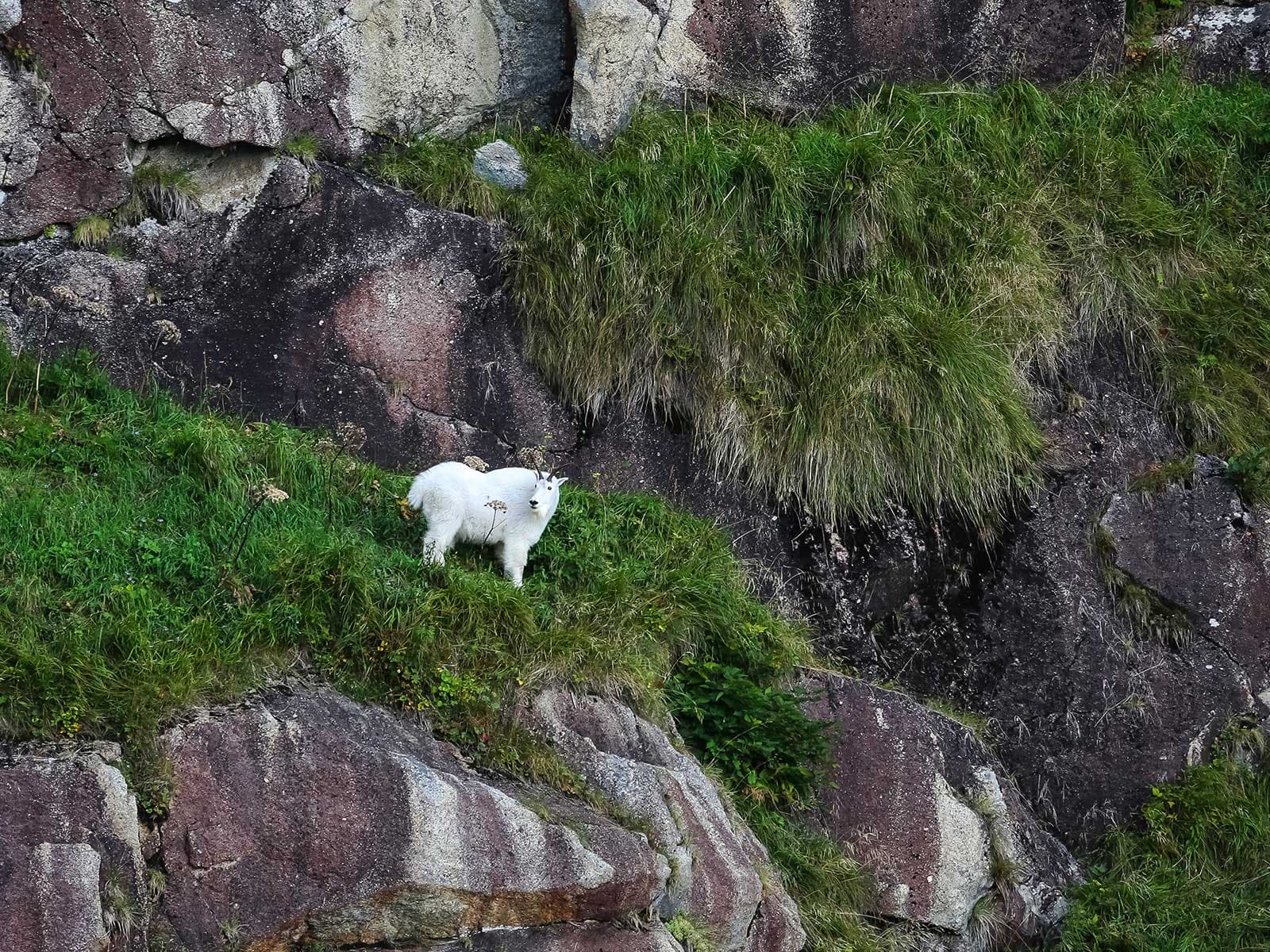 Kenai Fjords Parque Nacional 4