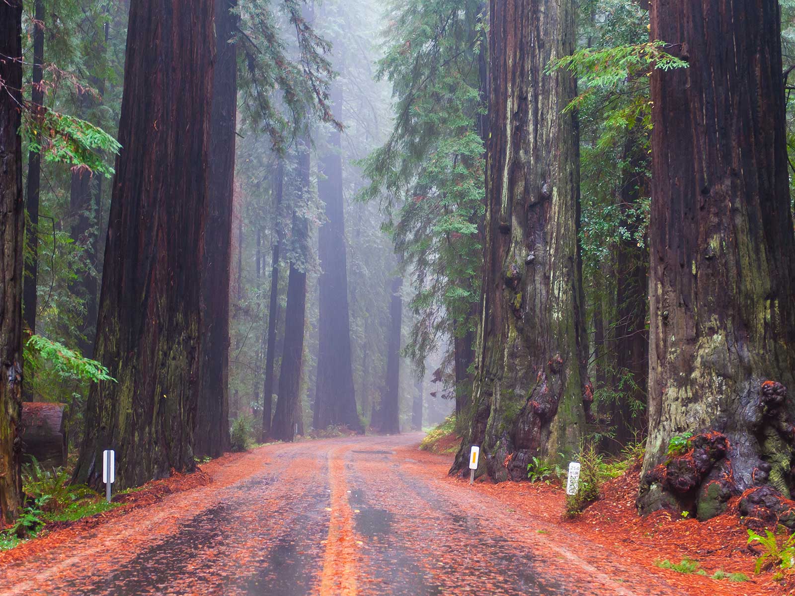 Redwood Parque Nacional