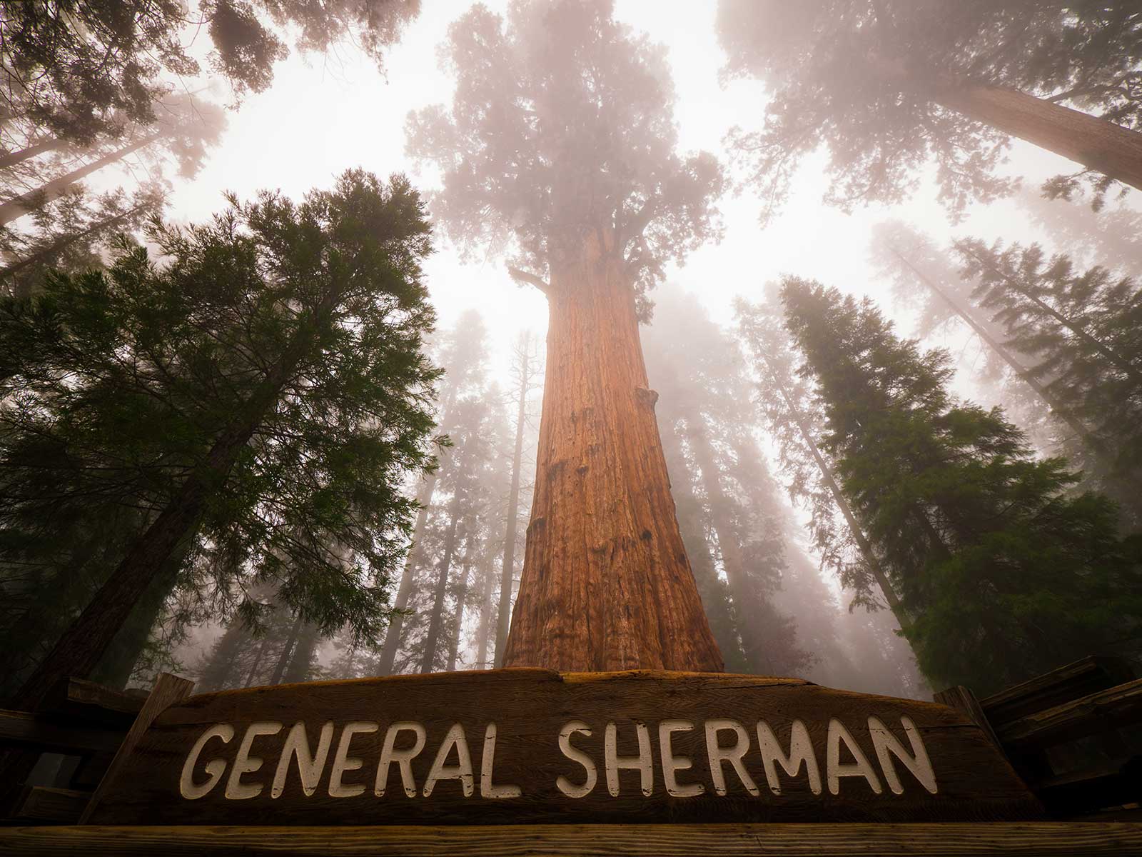 Sequoia Parque Nacional 2