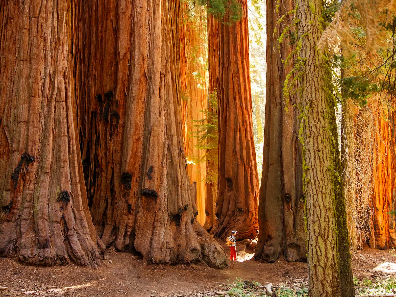 Sequoia Parque Nacional