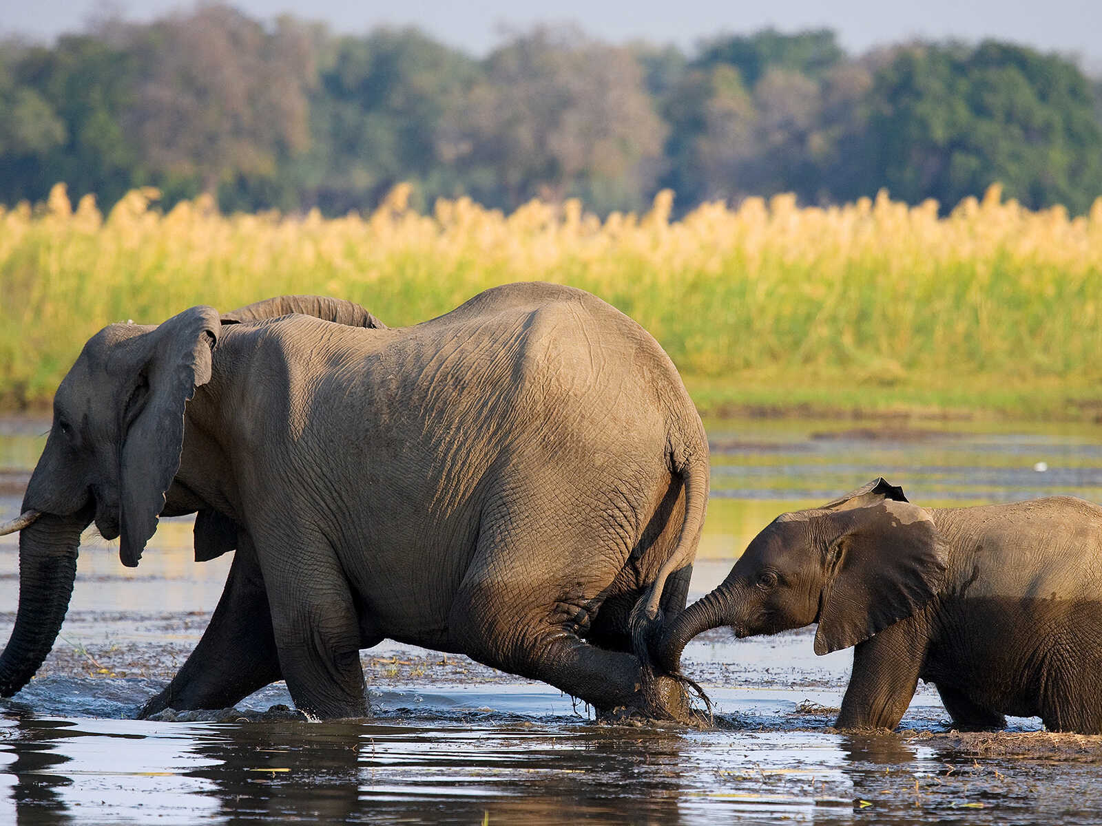 Lower Zambezi Parque Nacional