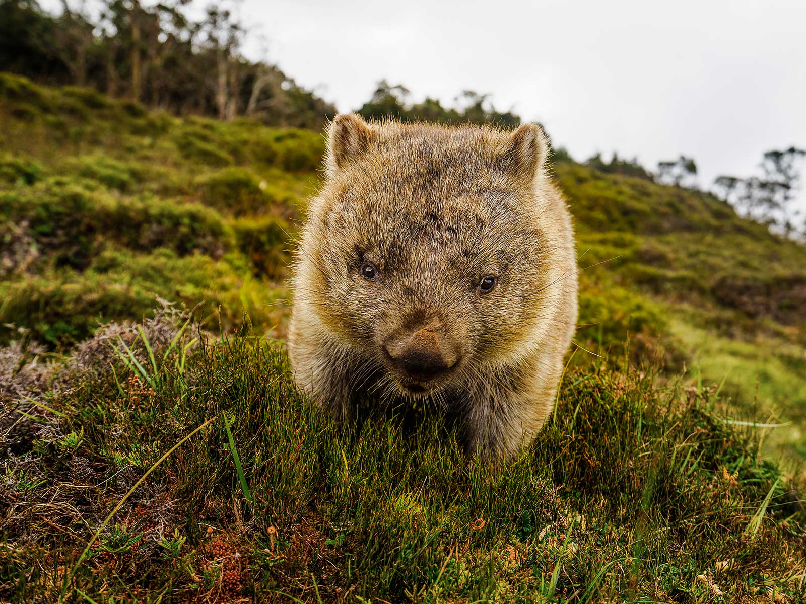 Cradle Mountain 1