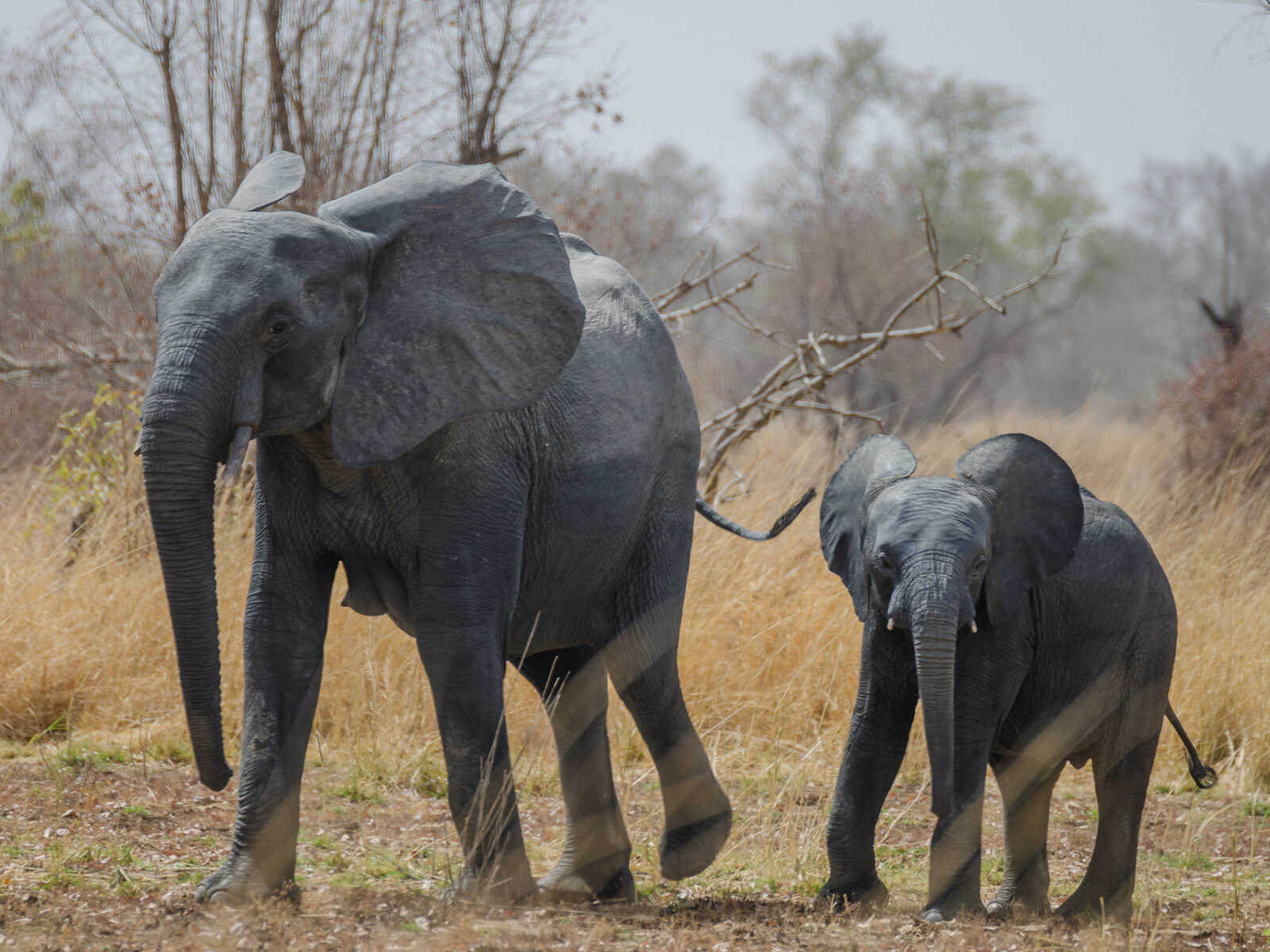 Pendjari National Park 1
