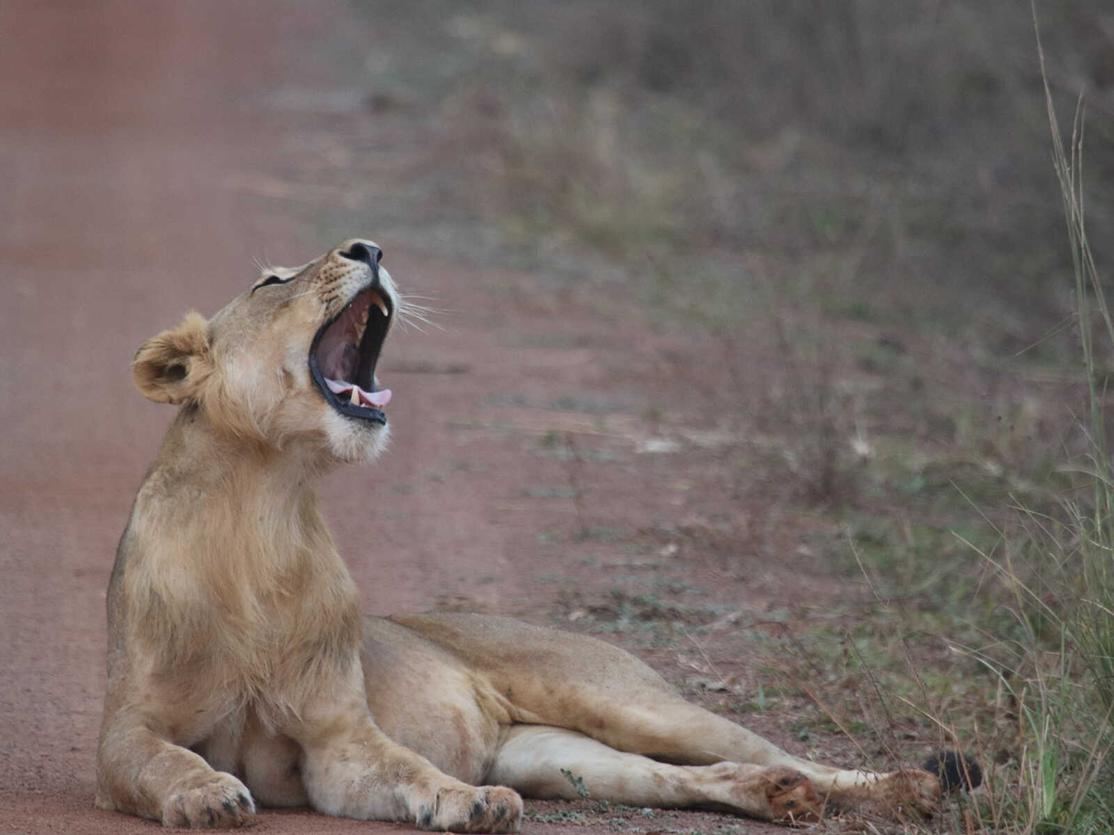 Pendjari National Park 2