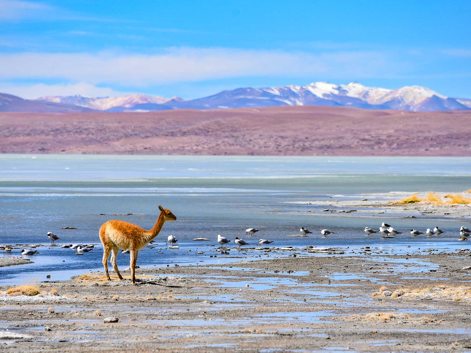 Reserva Eduardo Avaroa 1