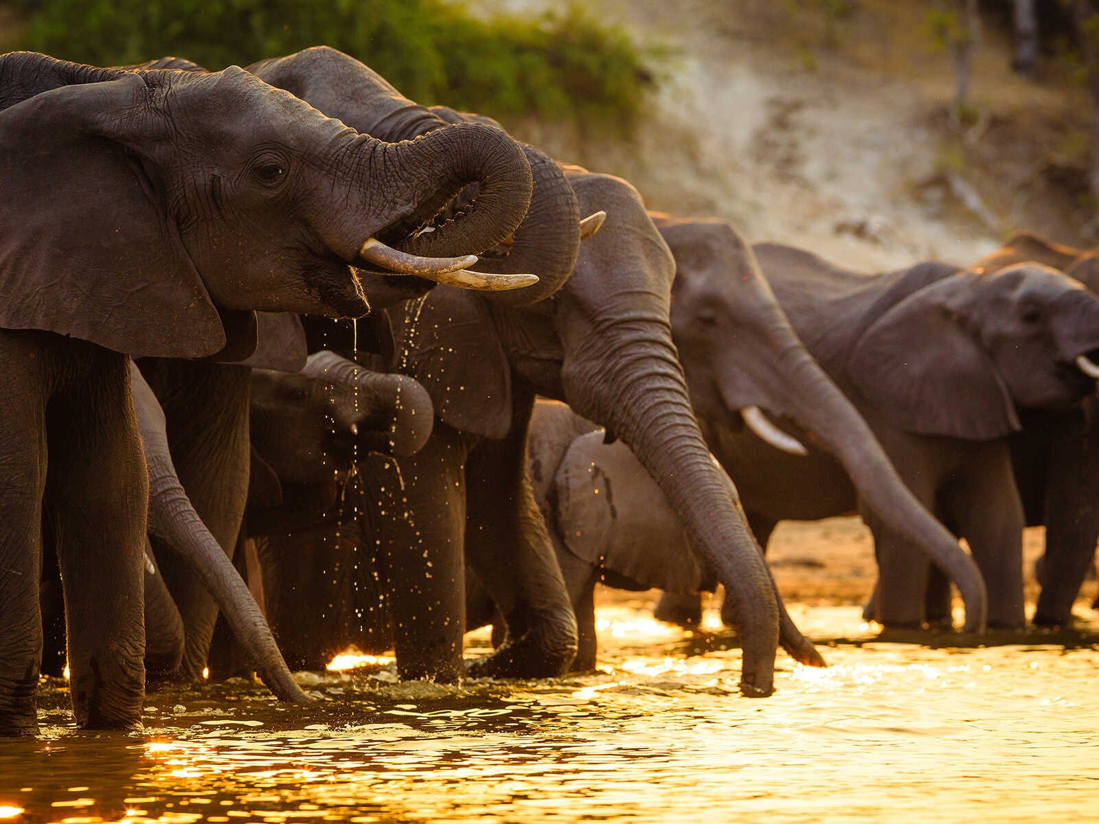 Chobe National Park