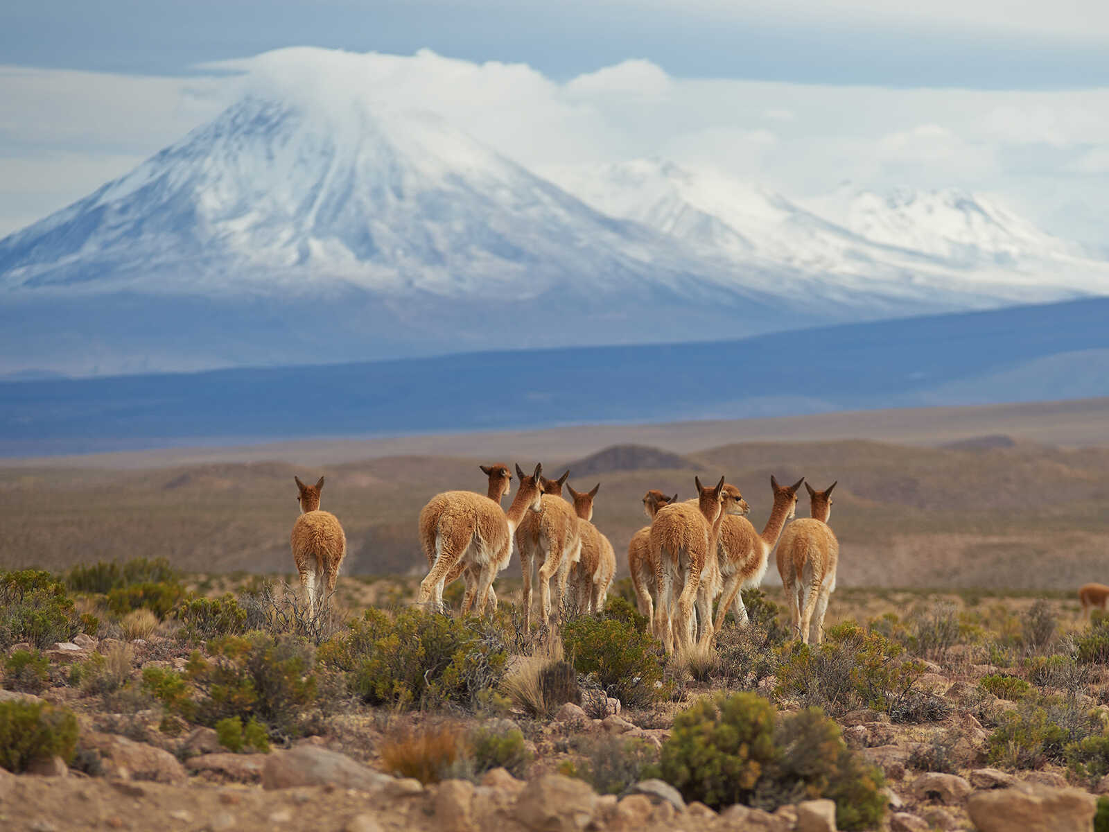 Lauca National Park 1