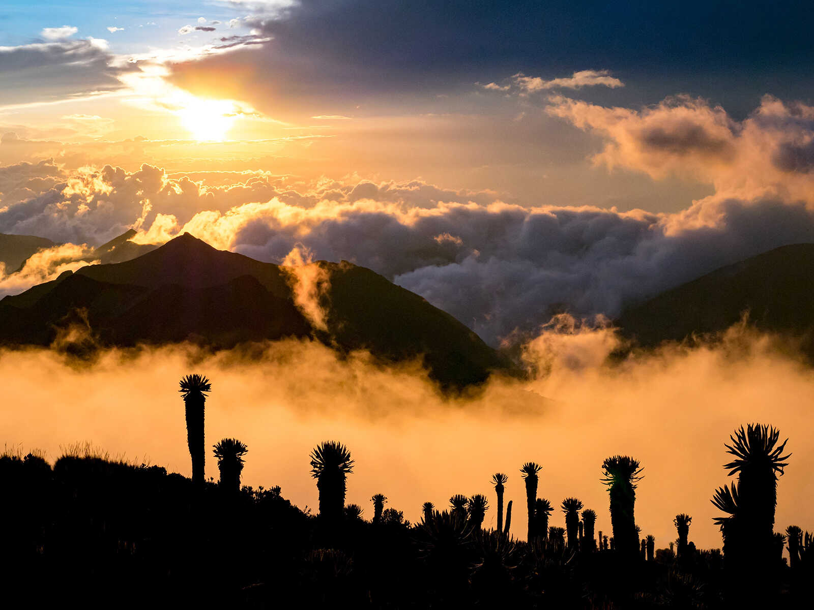 Los Nevados National Natural Park 1