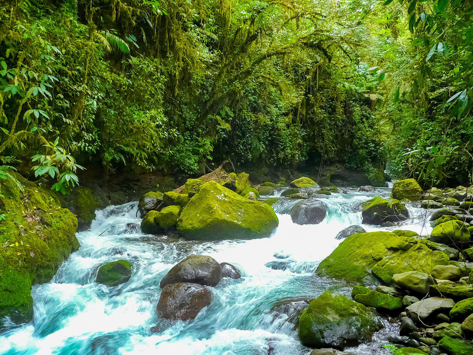 Additional view 1 of La Paz Waterfall Gardens Nature Park