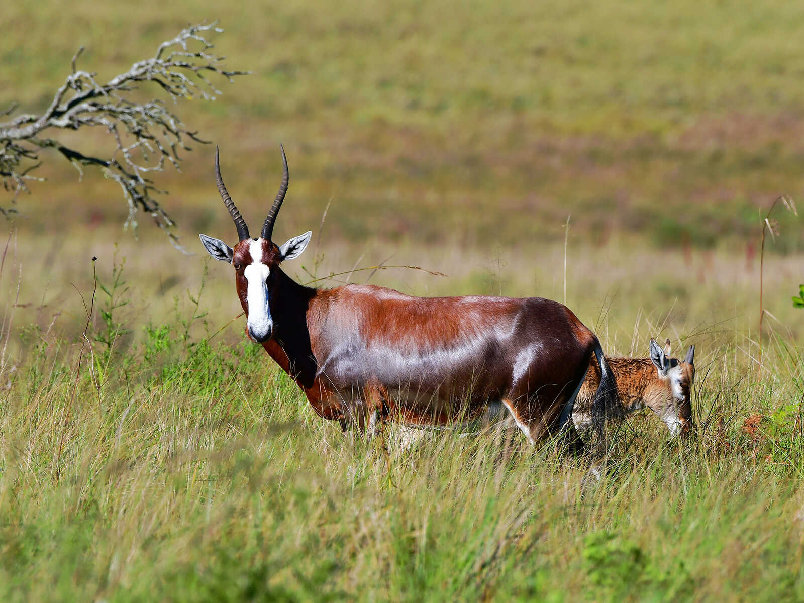 Malolotja National Park 1
