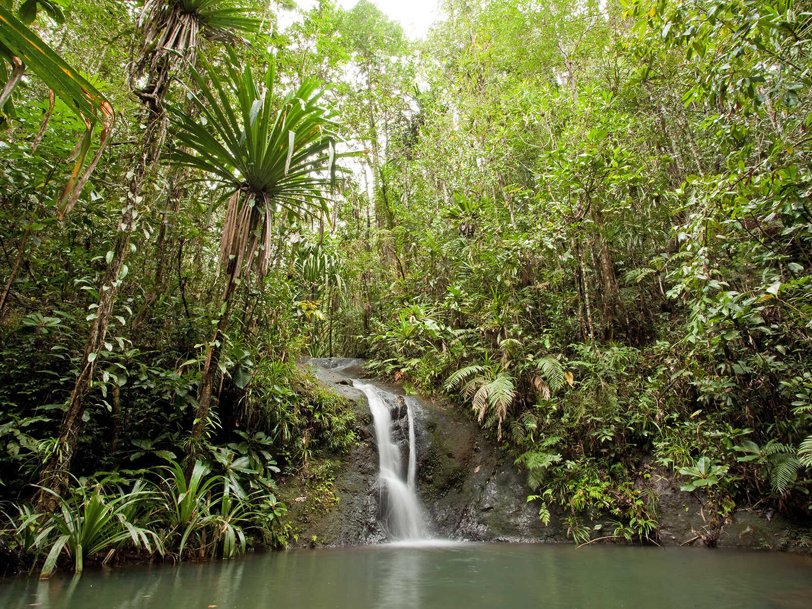 Colo-i-Suva Forest Park 1