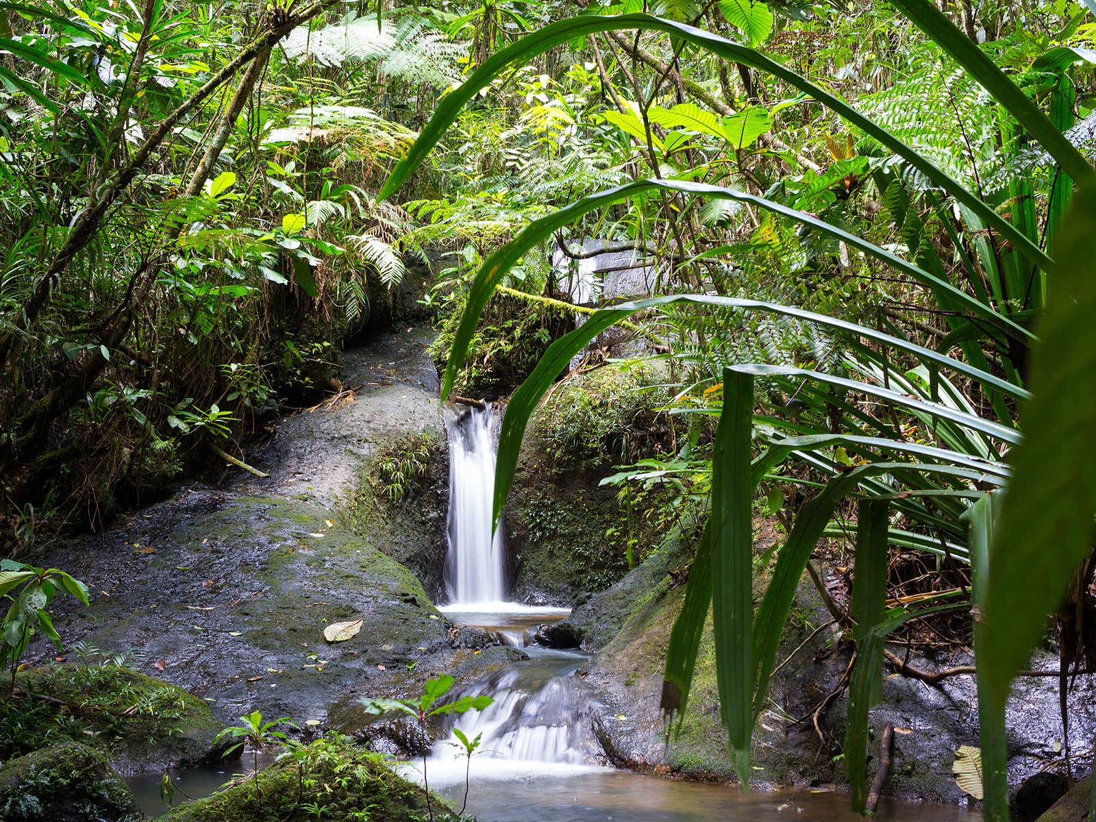 Colo-i-Suva Forest Park 2