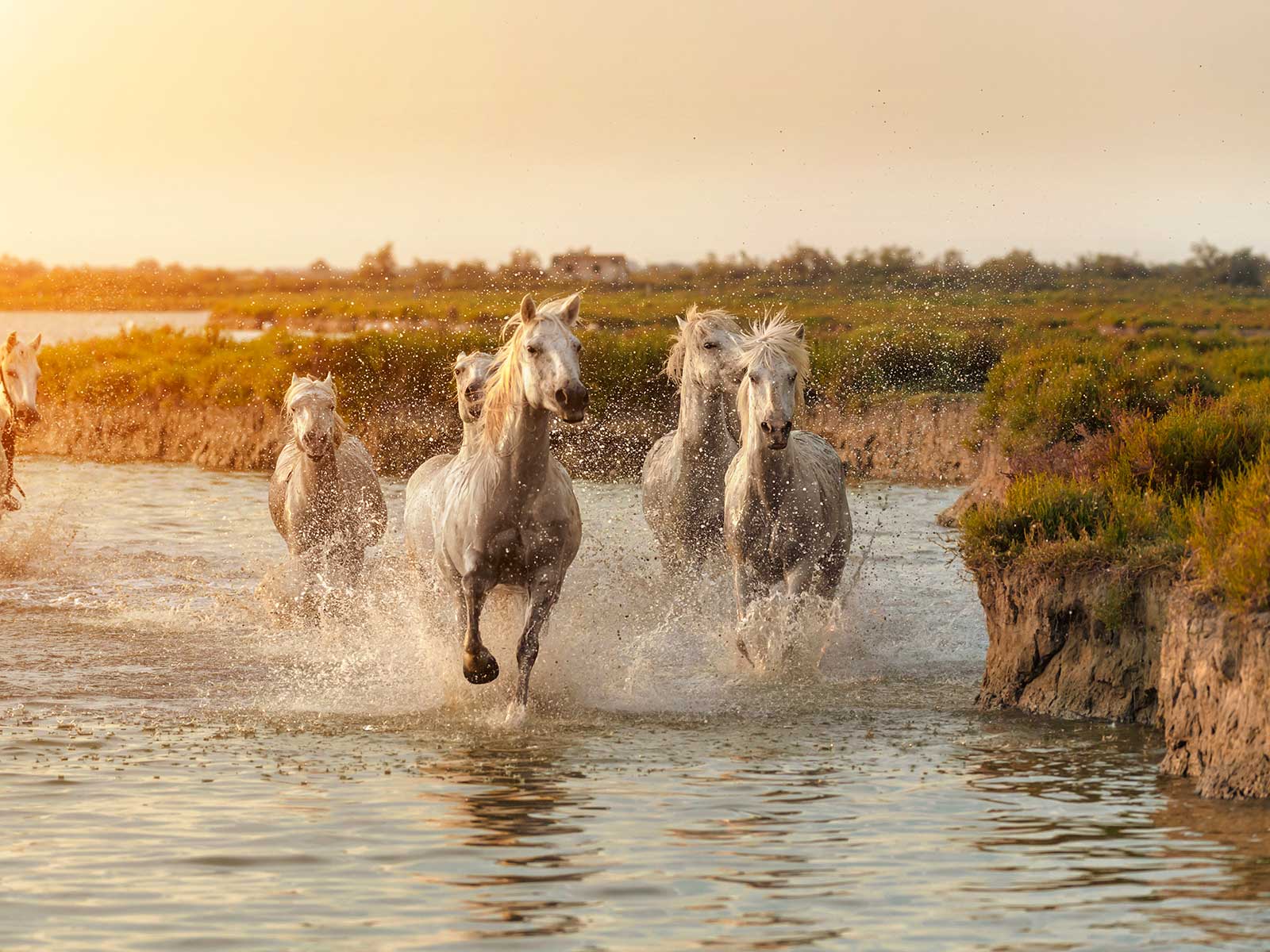 Parc Régional de Camargue