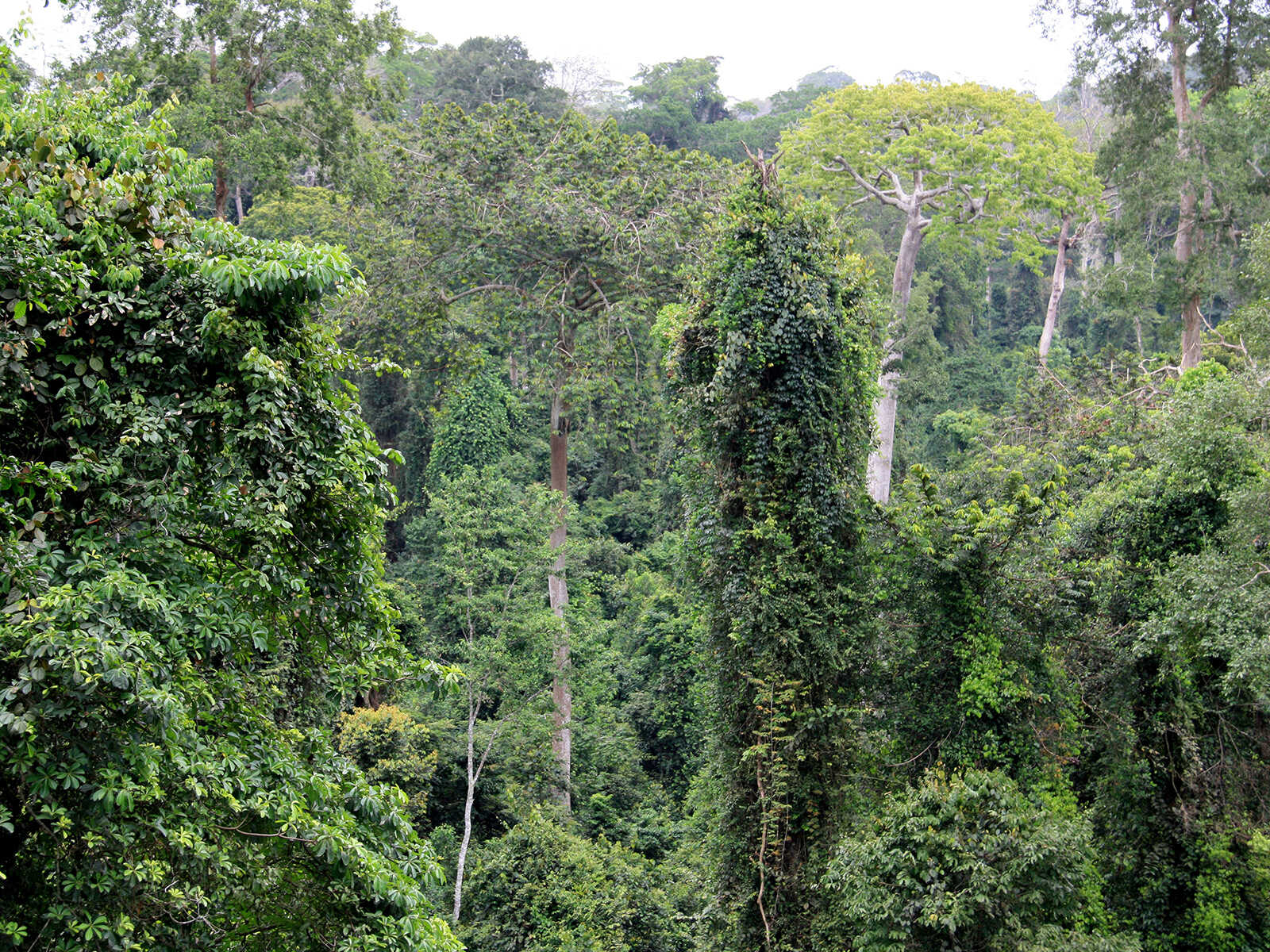 Kakum National Park 1