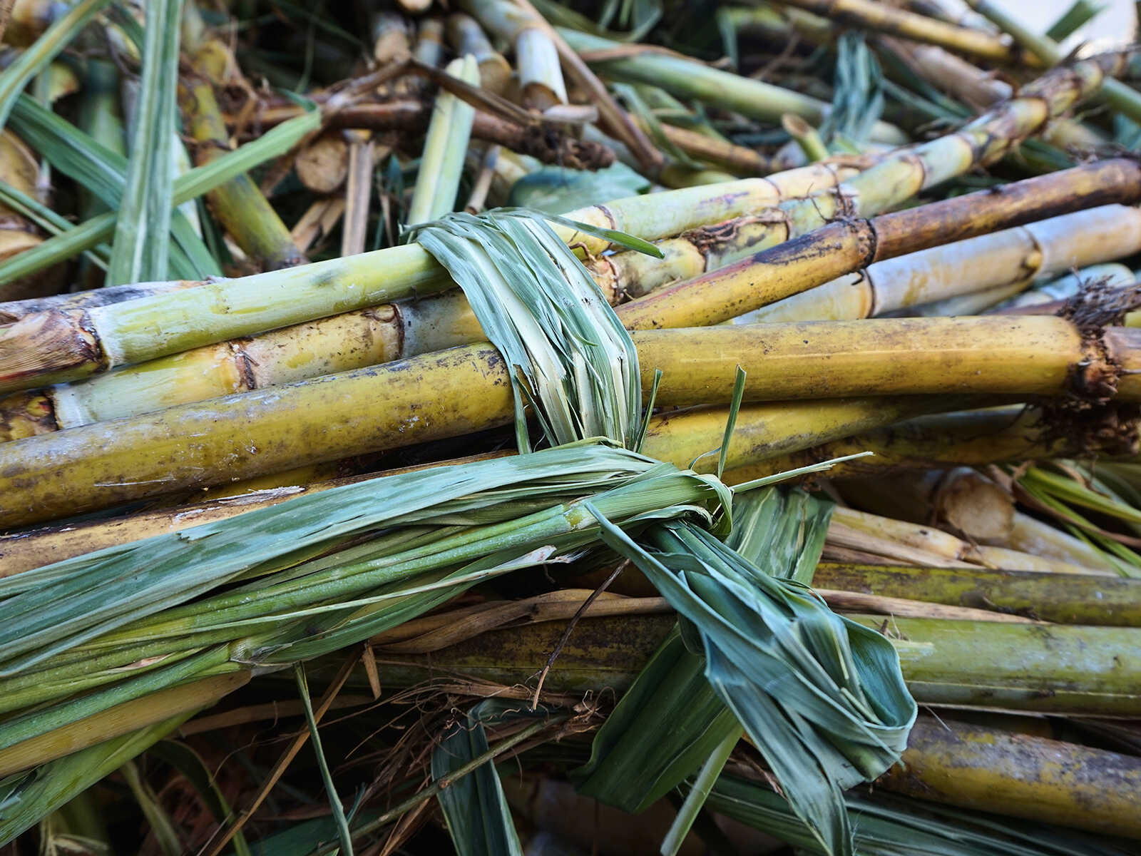 River Antoine Rum Distillery 1