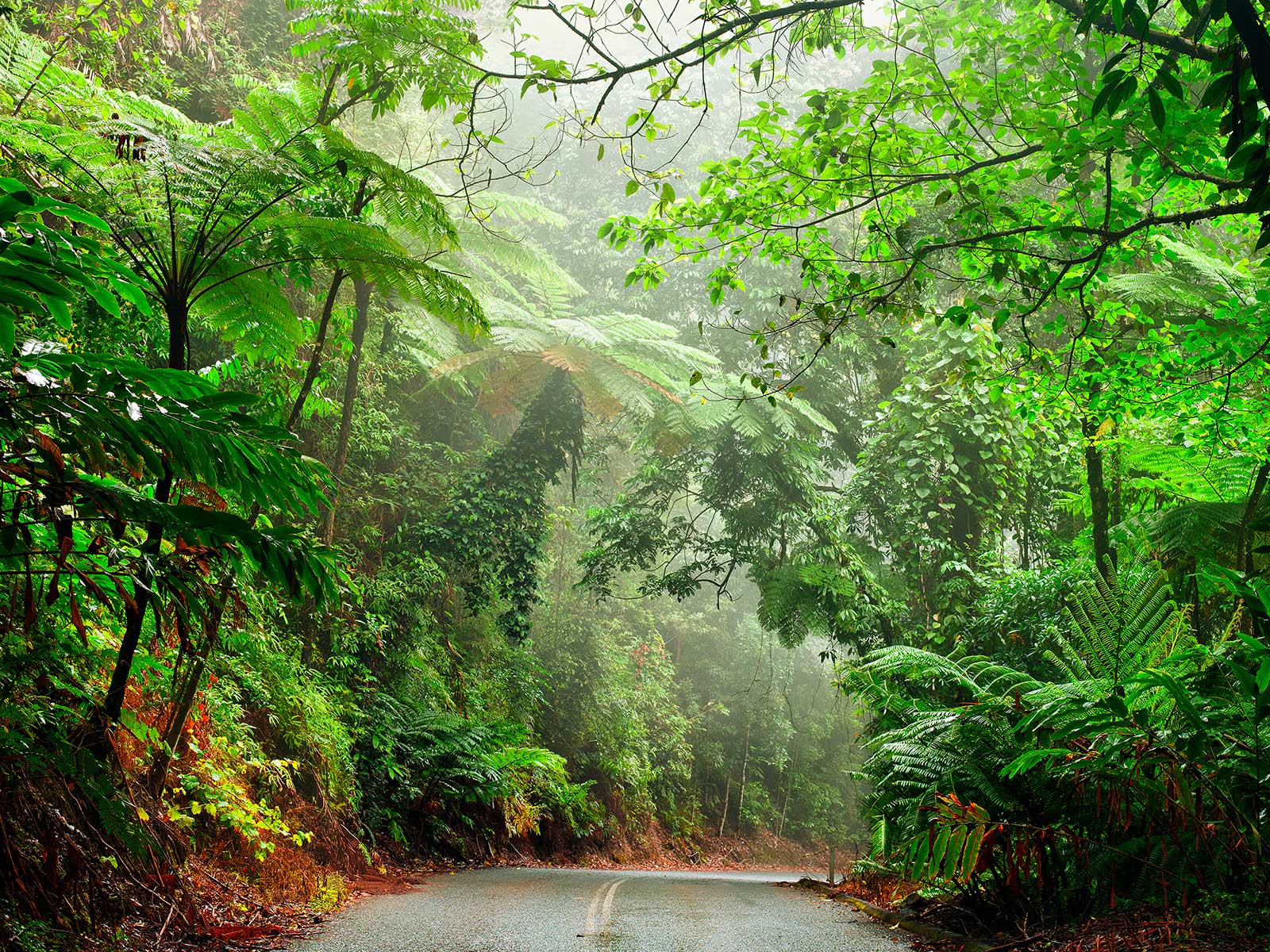 Daintree Rainforest
