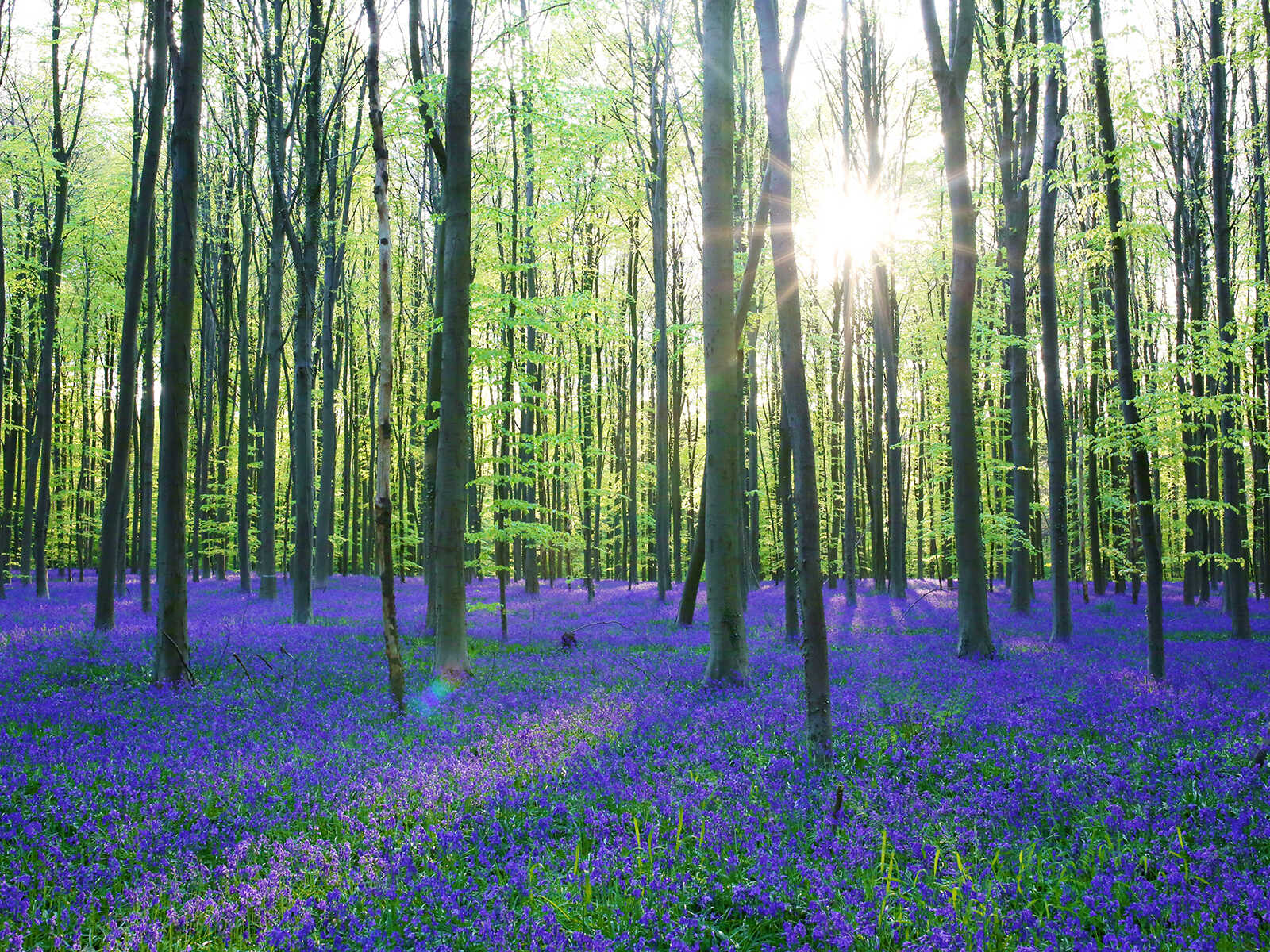 Additional view 1 of Hallerbos Forest