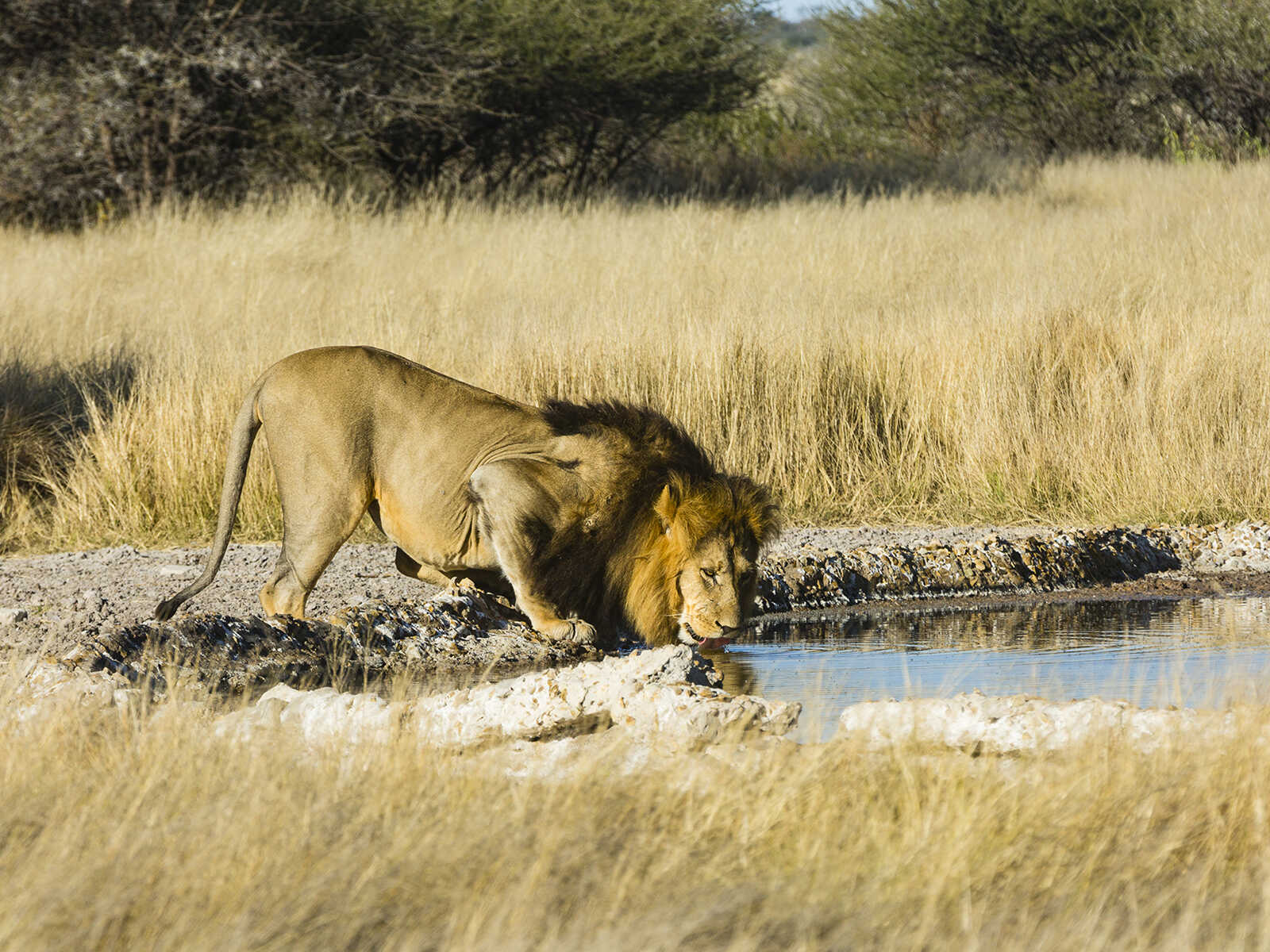 Central Kalahari Game Reserve