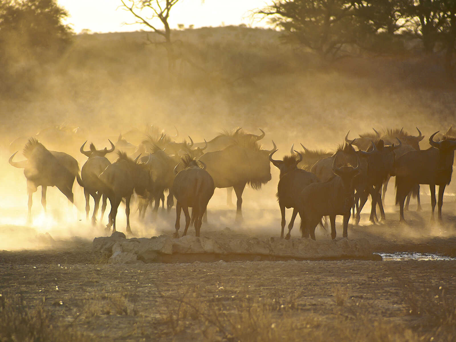 Kgalagadi Transfrontier Park