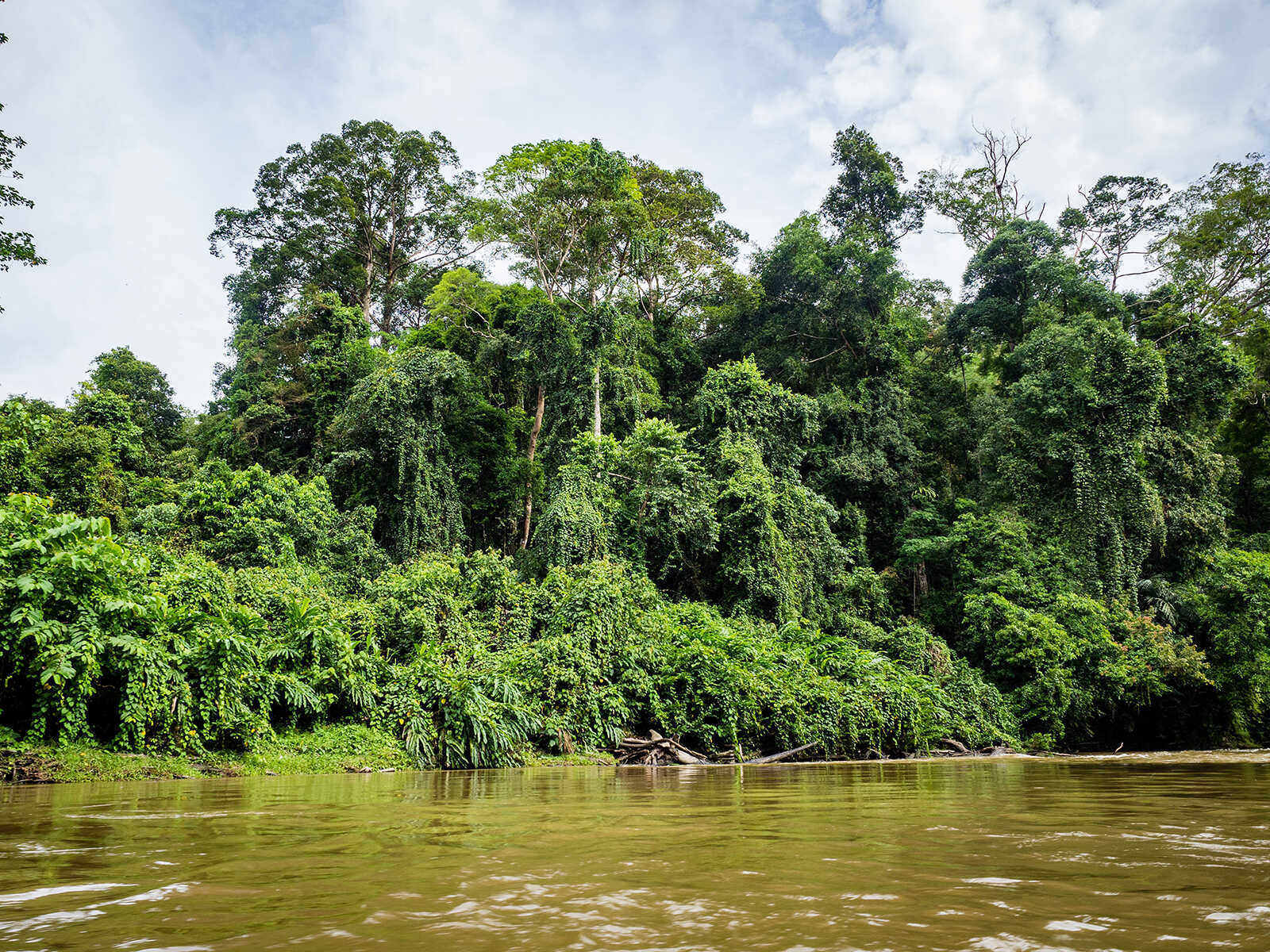 Ulu Temburong National Park