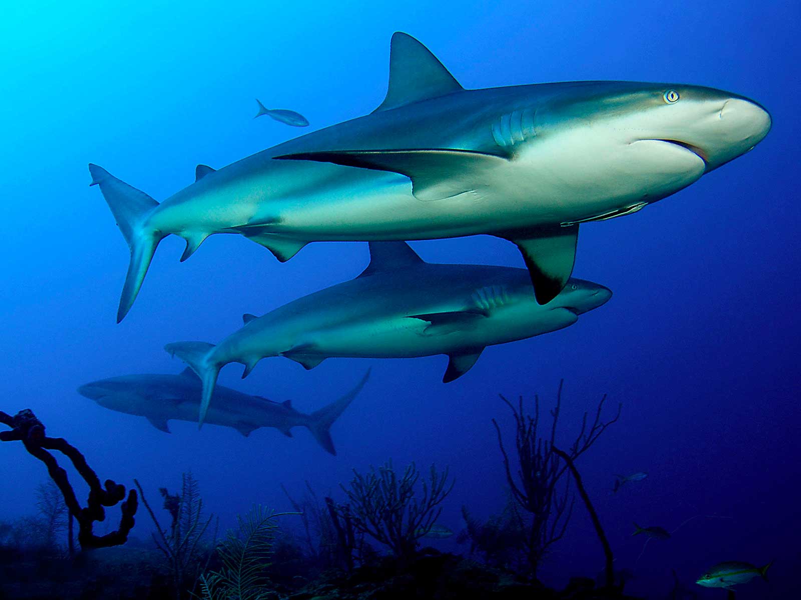 Jardines De La Reina