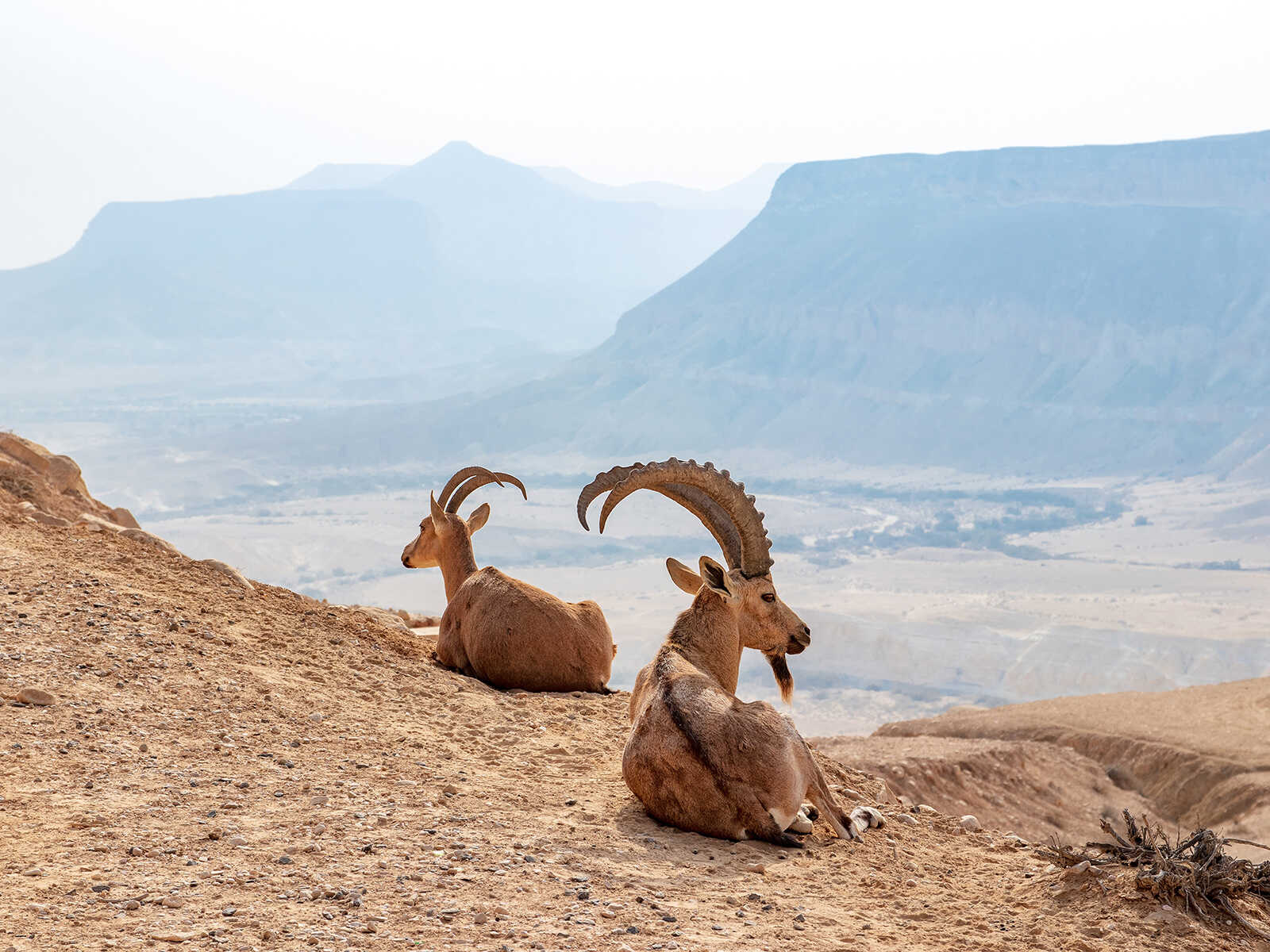 Imprescindibles en Eritrea