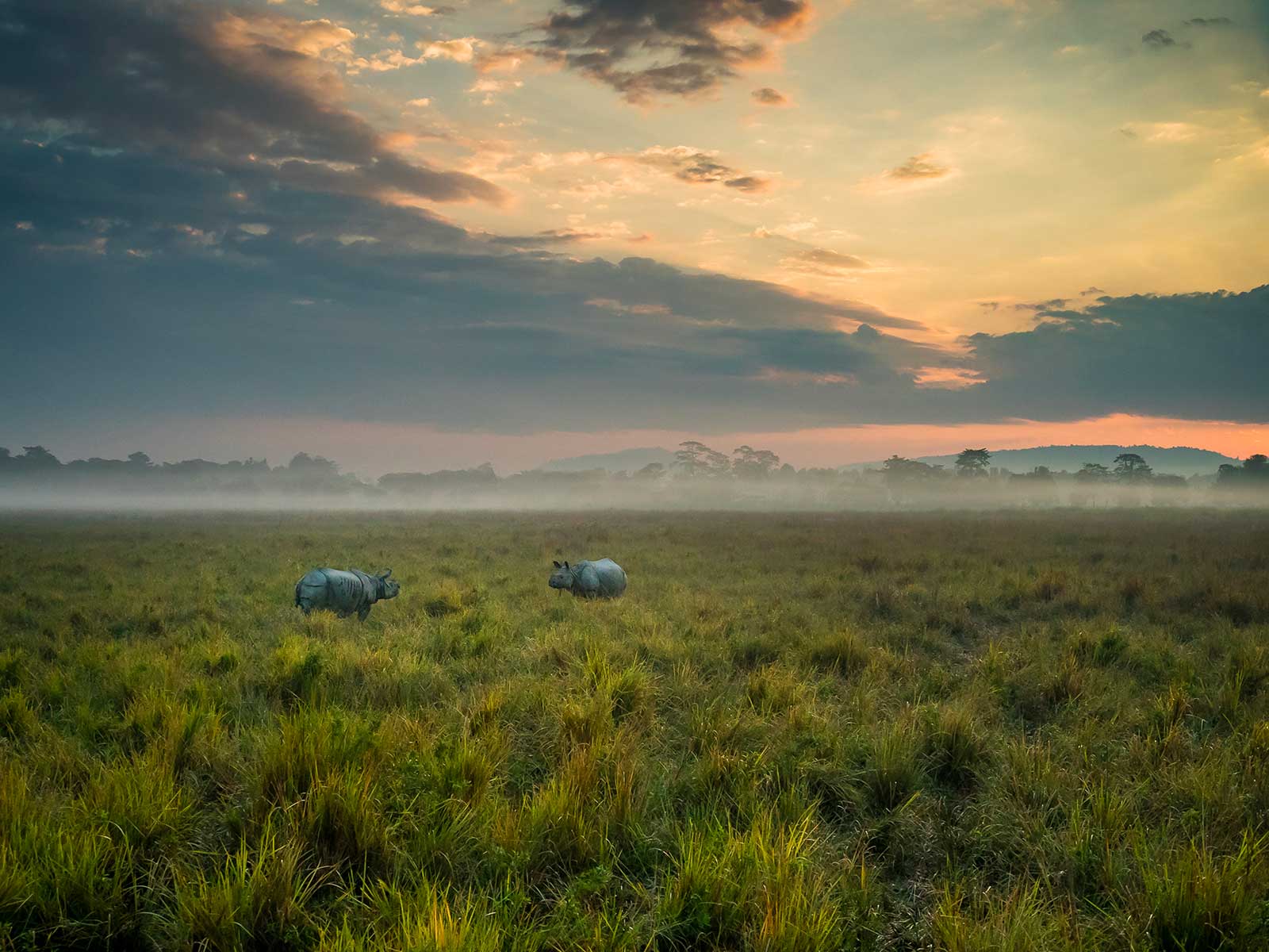 Kaziranga National Park