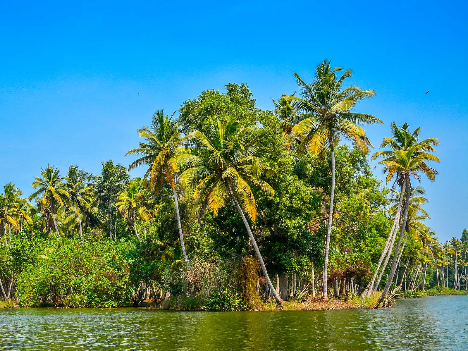 Poovar