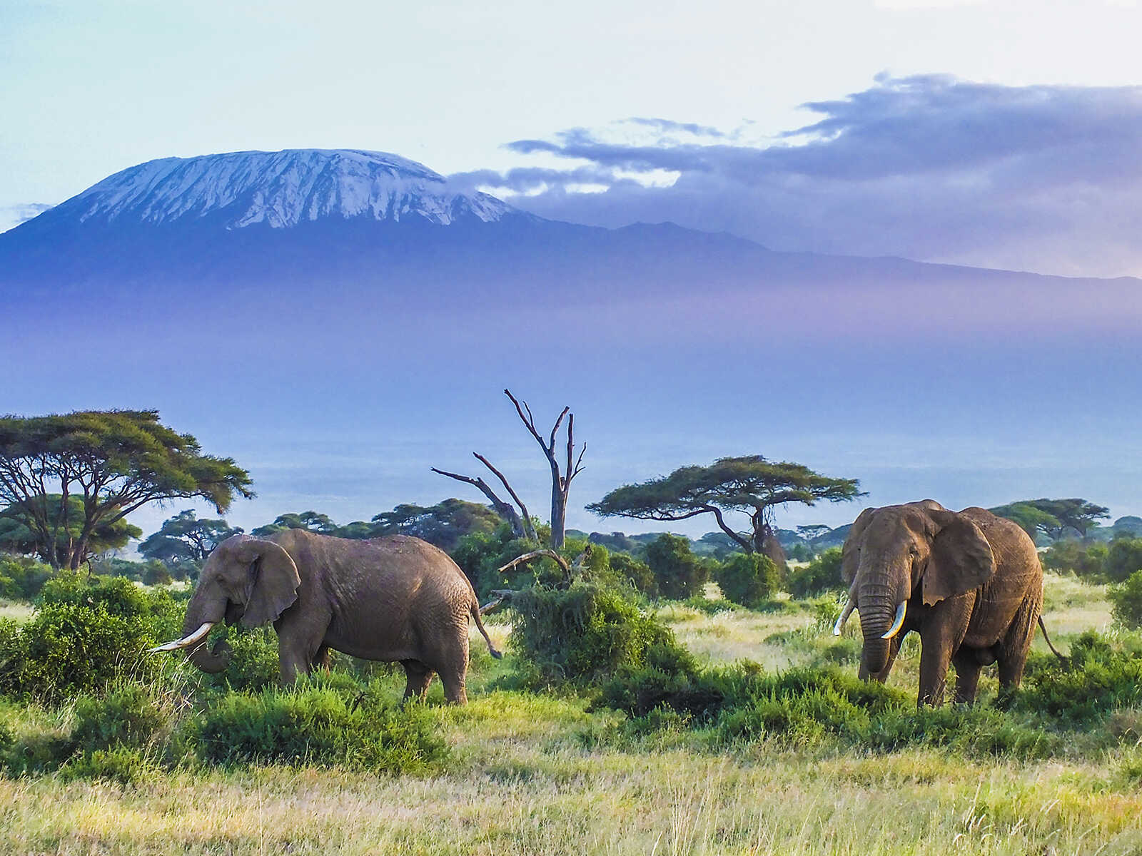 Amboseli National Park