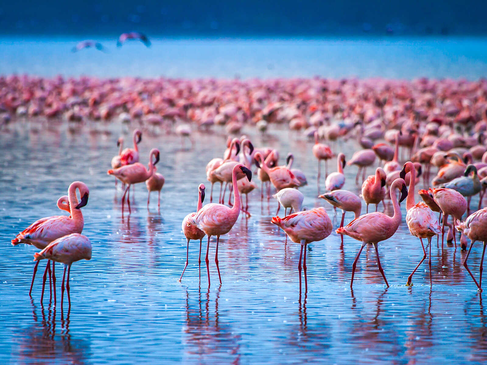 Lake Nakuru