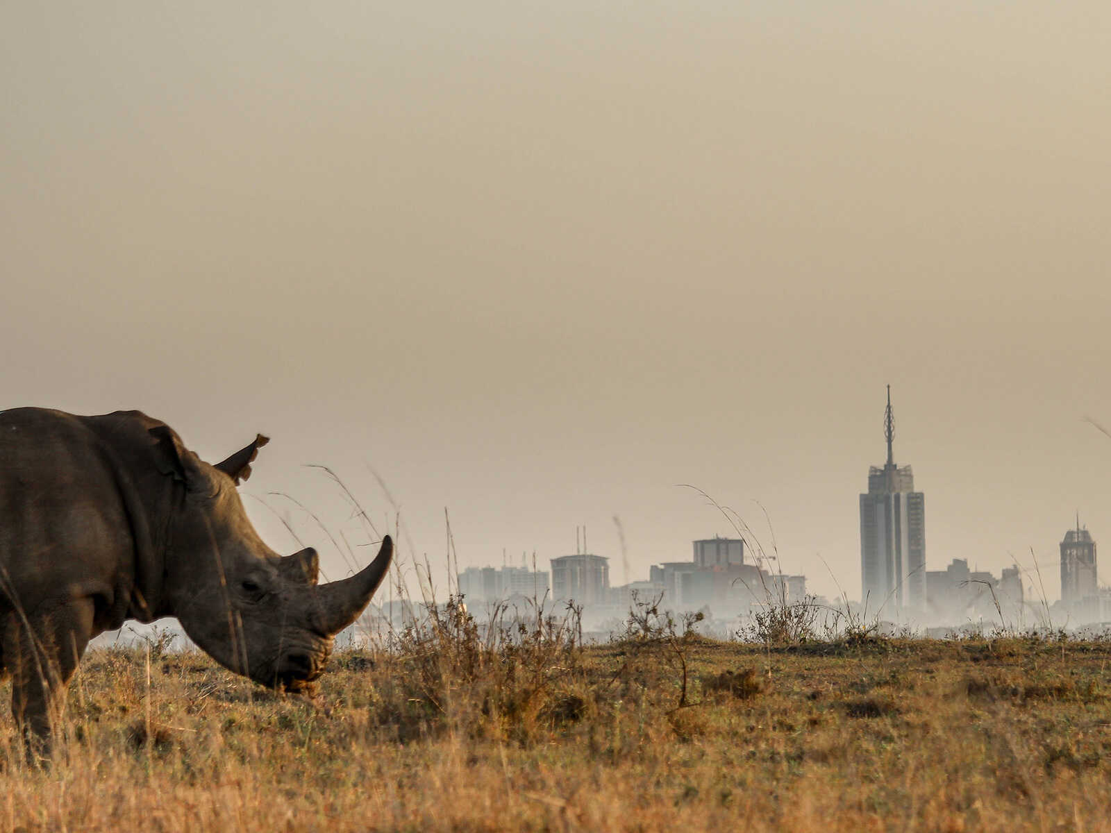 Nairobi National Park