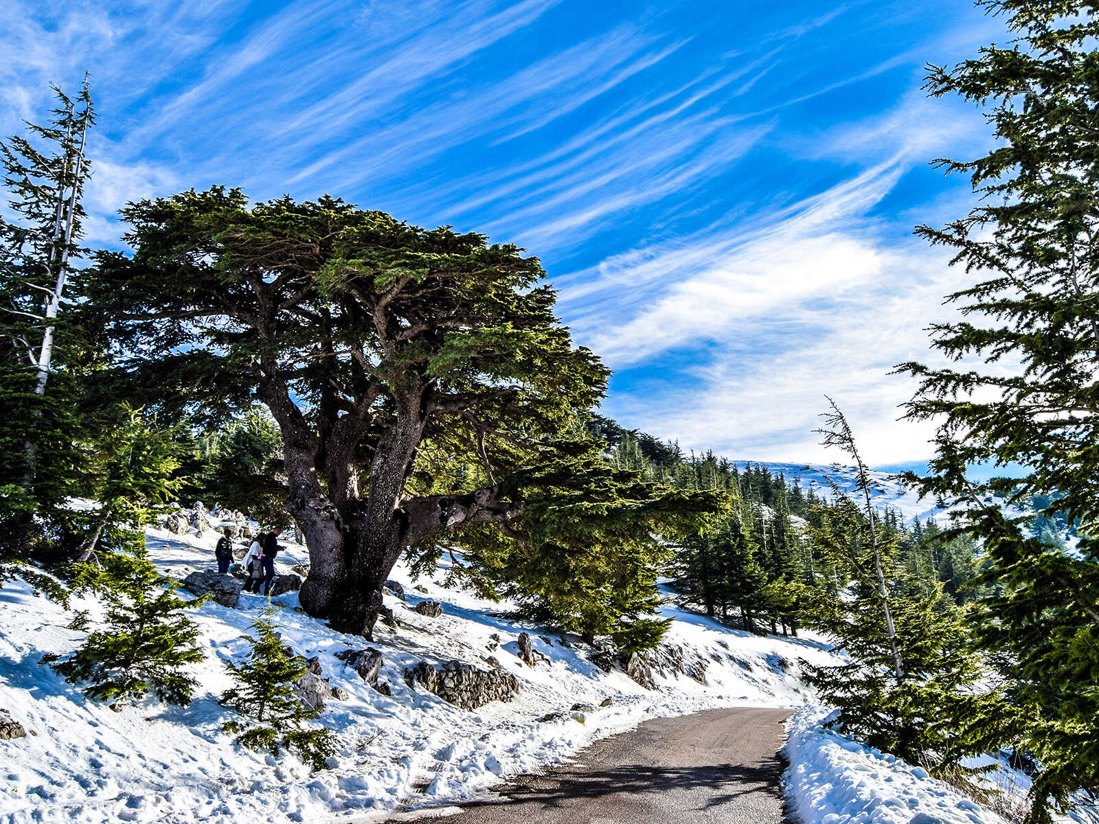 Cedars Of God Bsharri