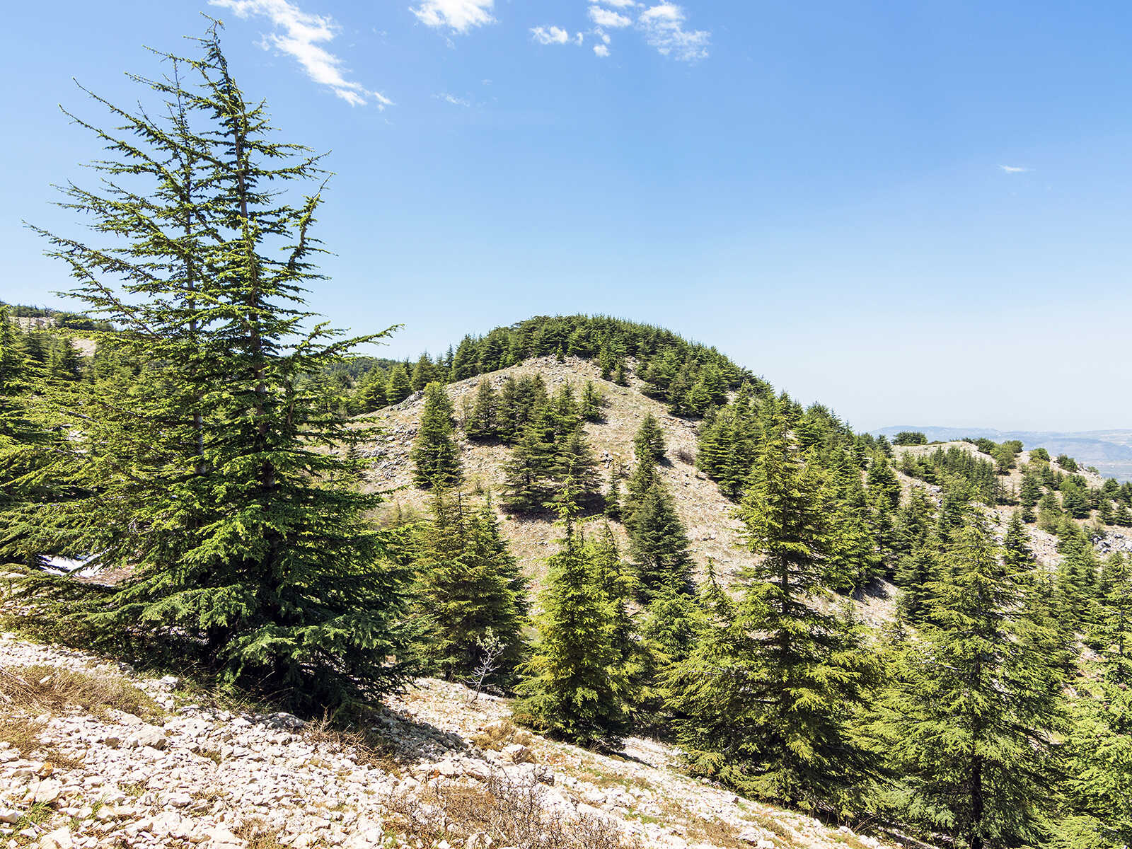 Shouf Biosphere Reserve