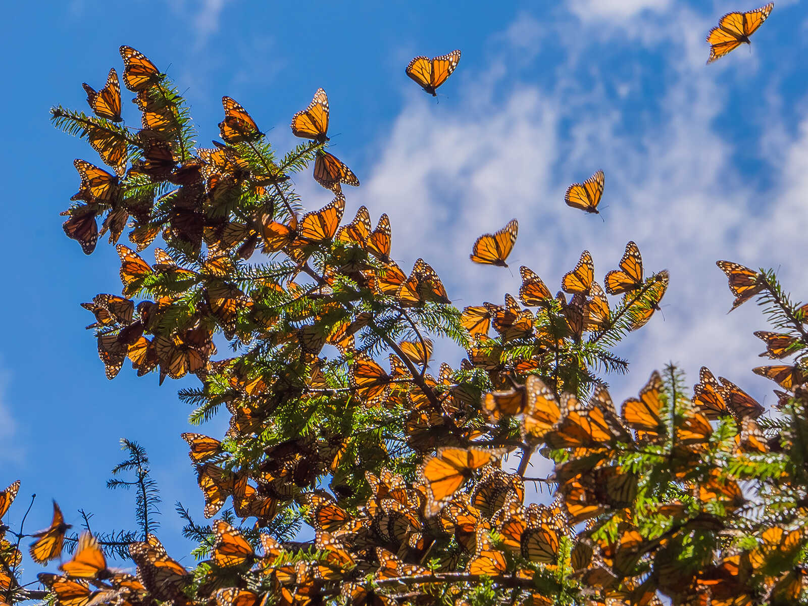 Monarch Butterfly Biosphere Reserve