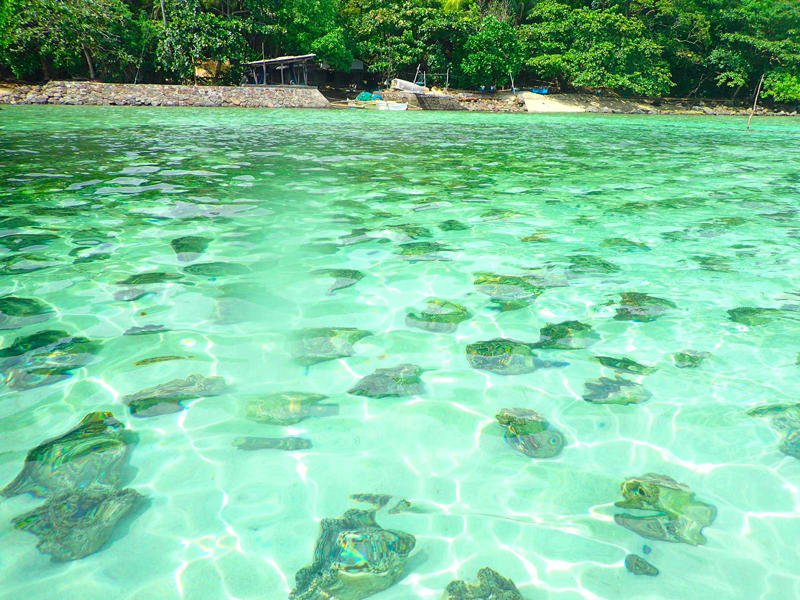 Giant Clams Sanctuary