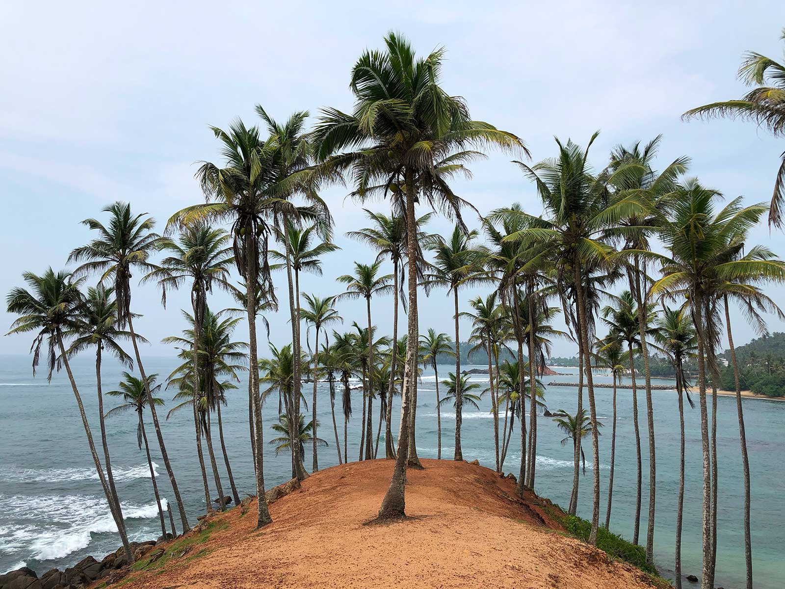 Coconut Tree Hill