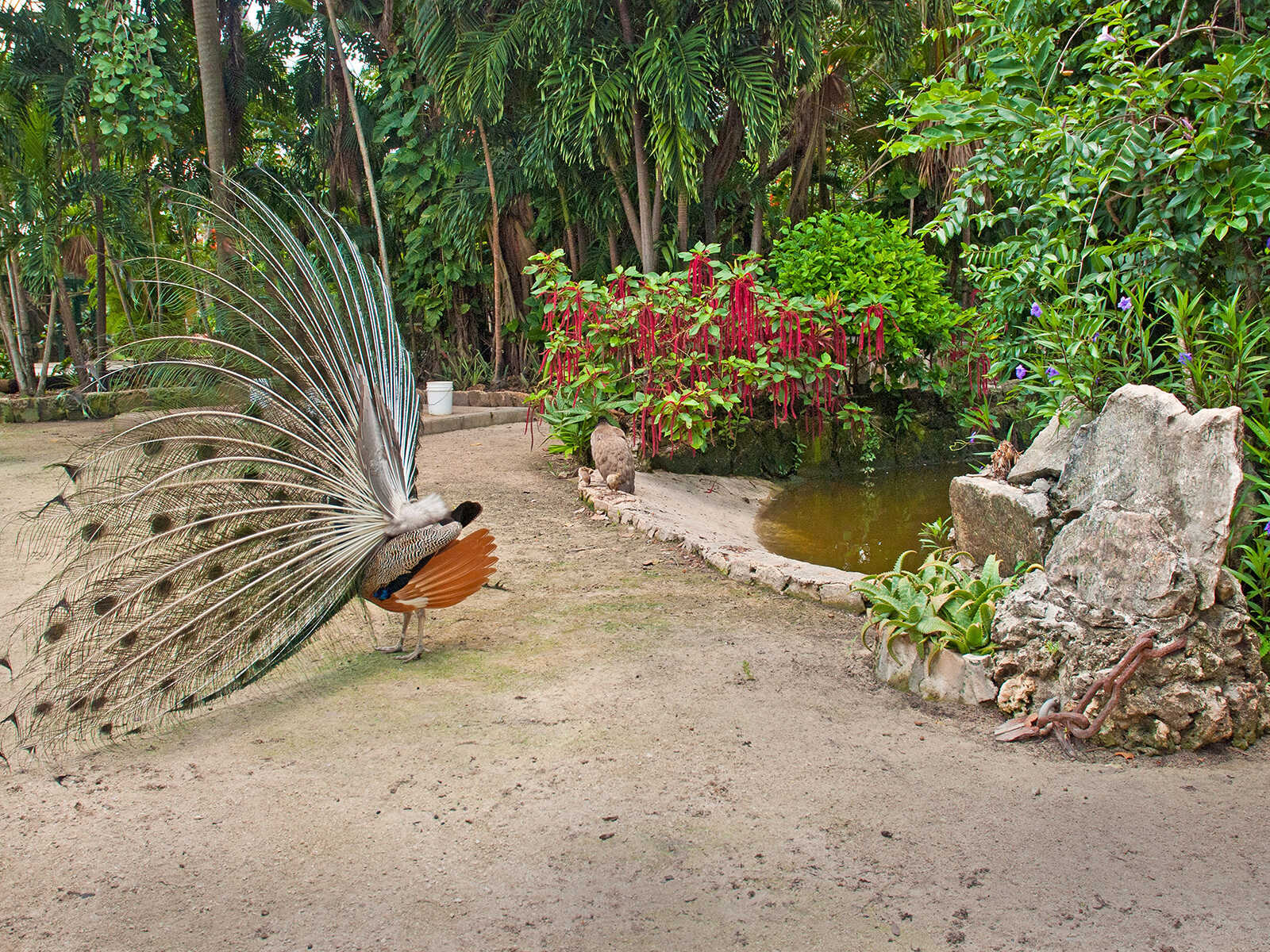 Ardastra Gardens, Zoo and Conservation Centre