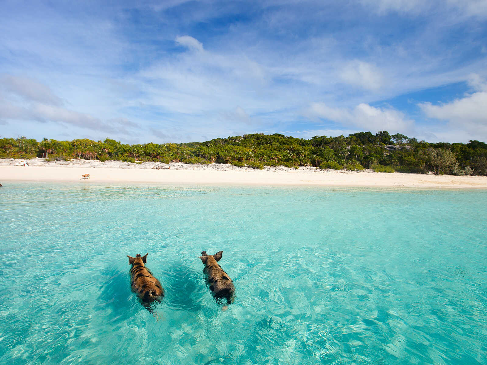 Pig Beach