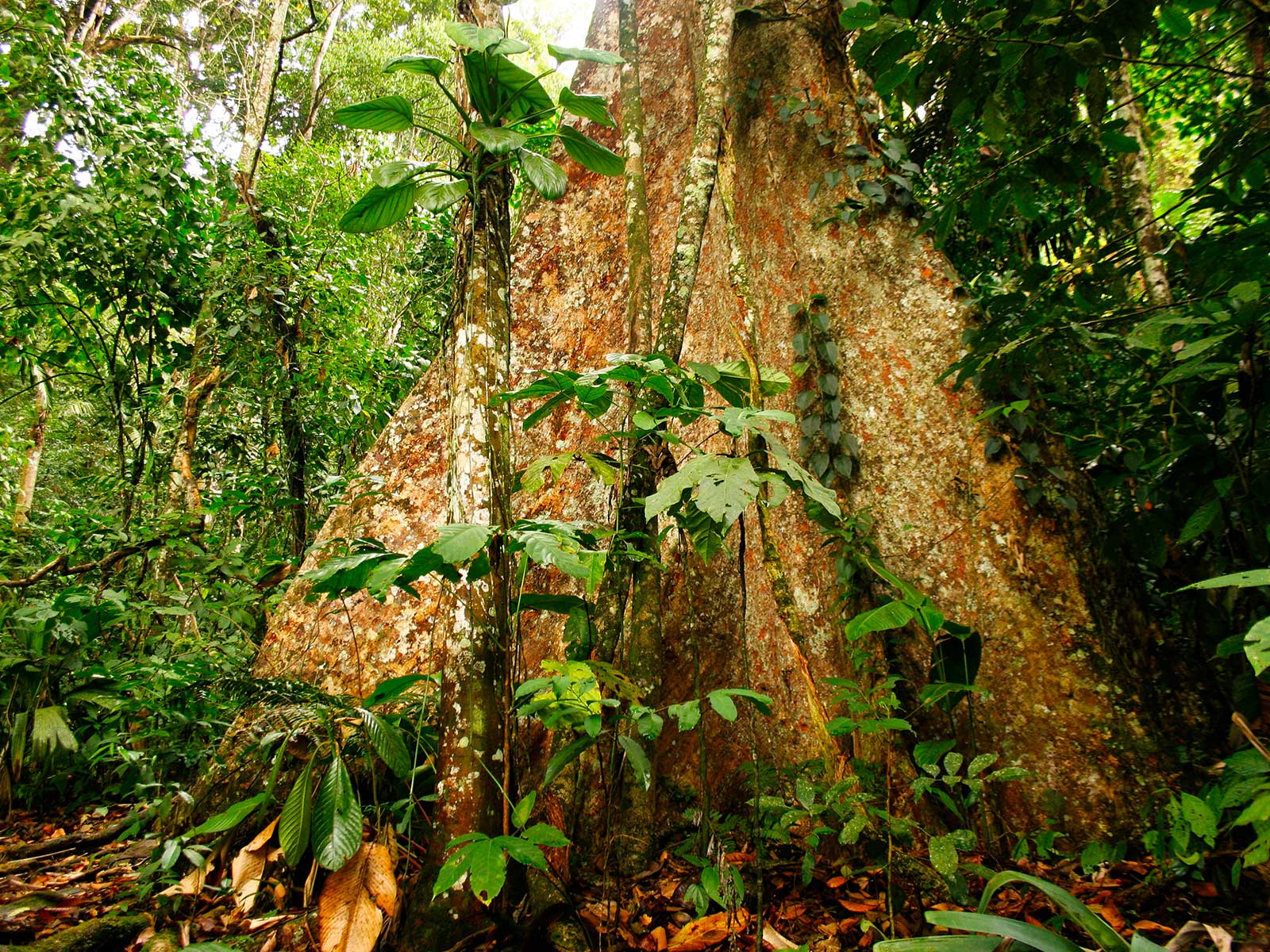 Henri Pittier National Park