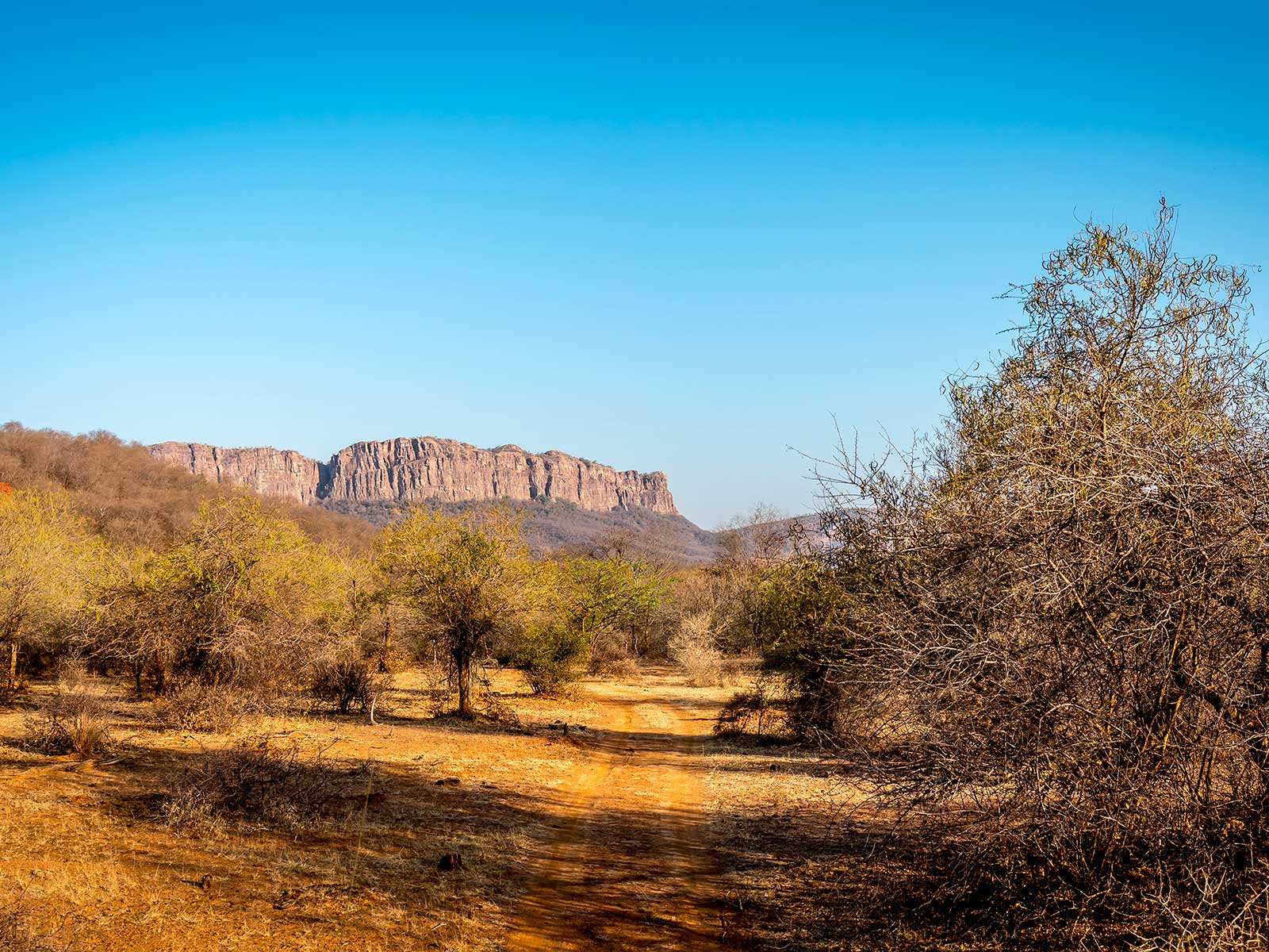 Ranthambore National Park 2