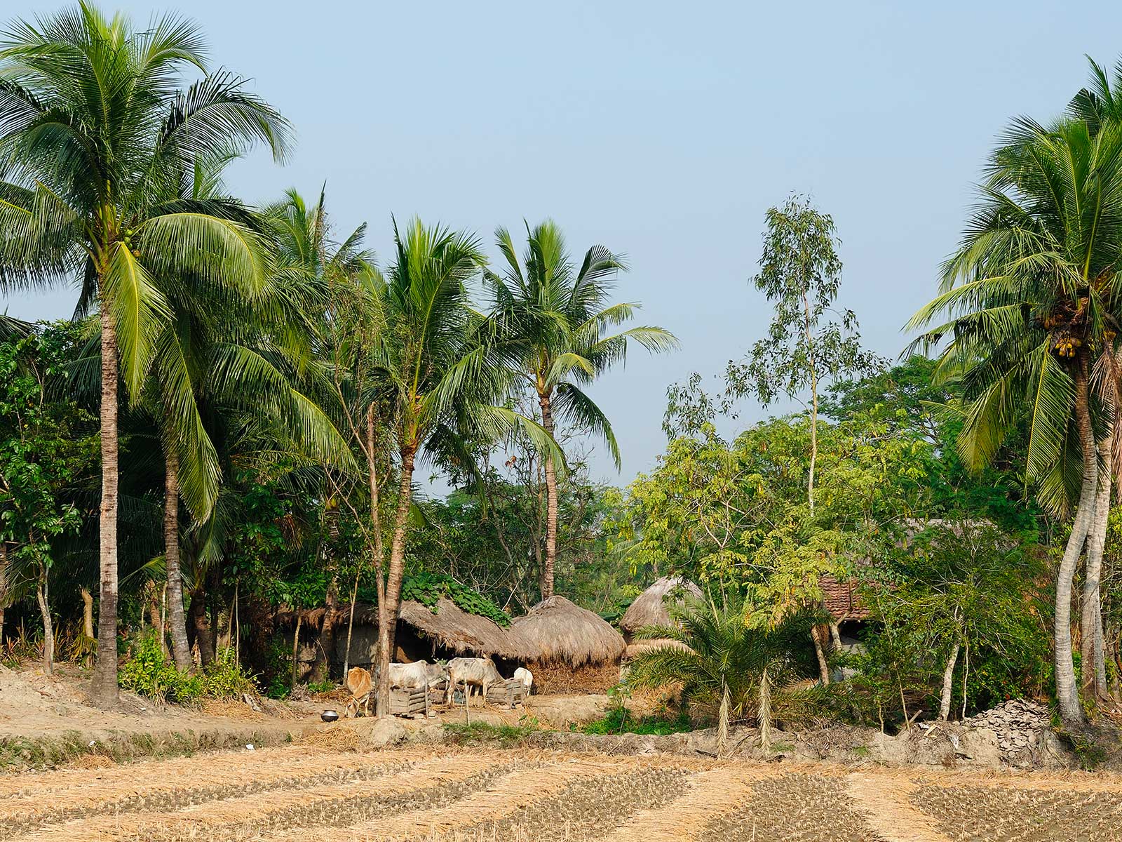 Sunderbans